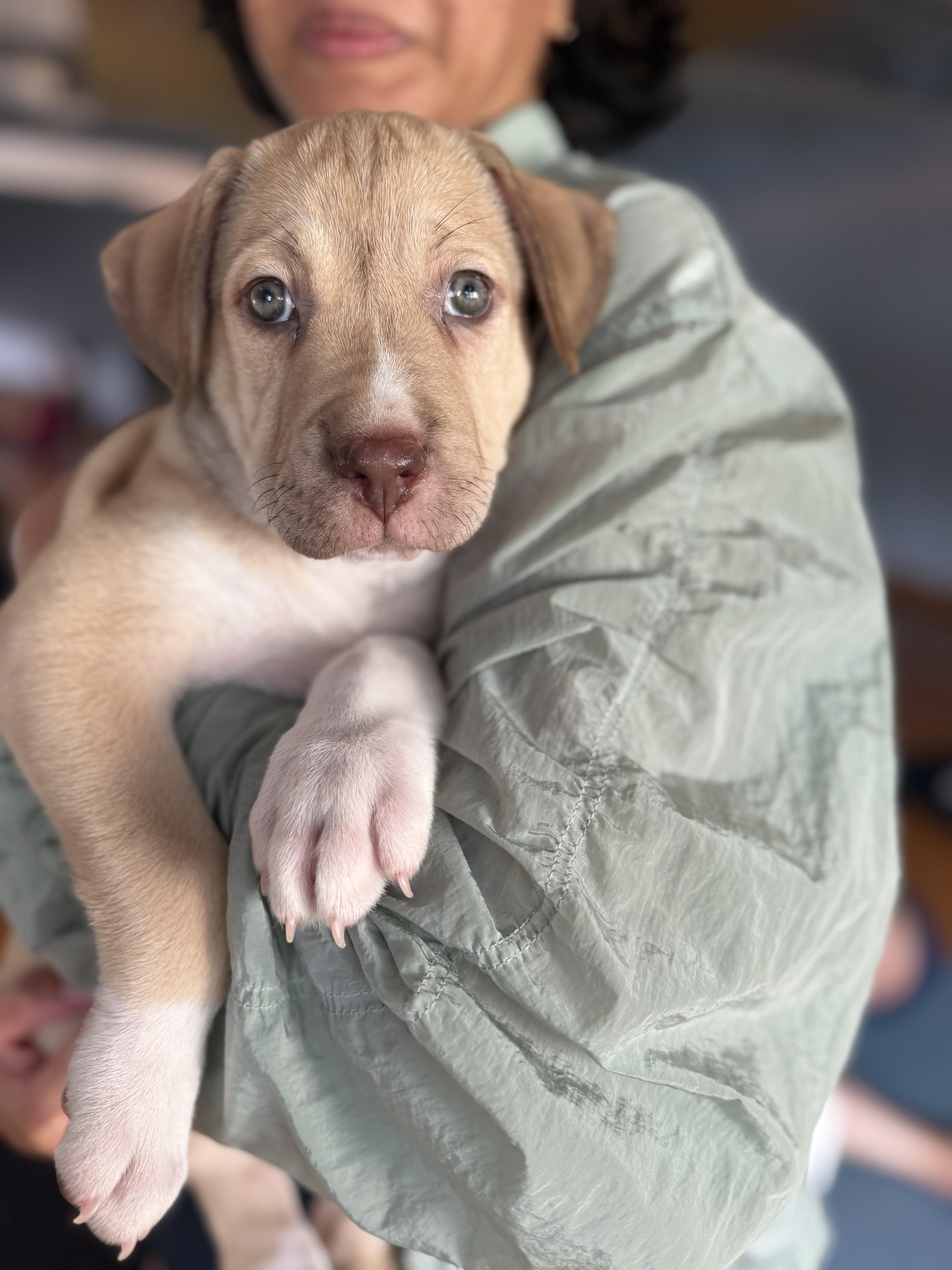 Mary Mack, Adoptable, Puppy Female Labrador Retriever & Pit Bull Terrier.