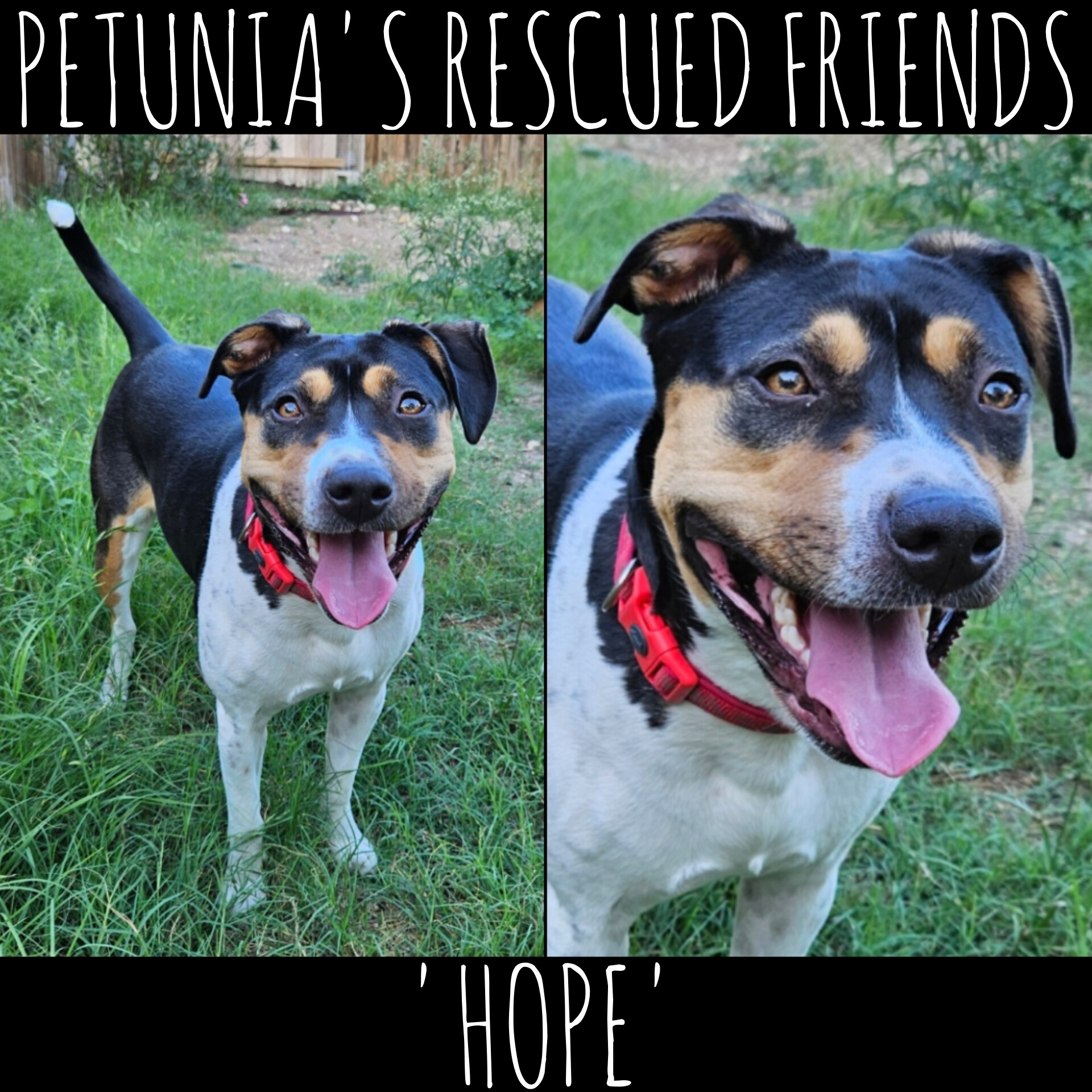 Enlarge Hope, a Adoptable mixed breed in Castroville, TX image 1/2