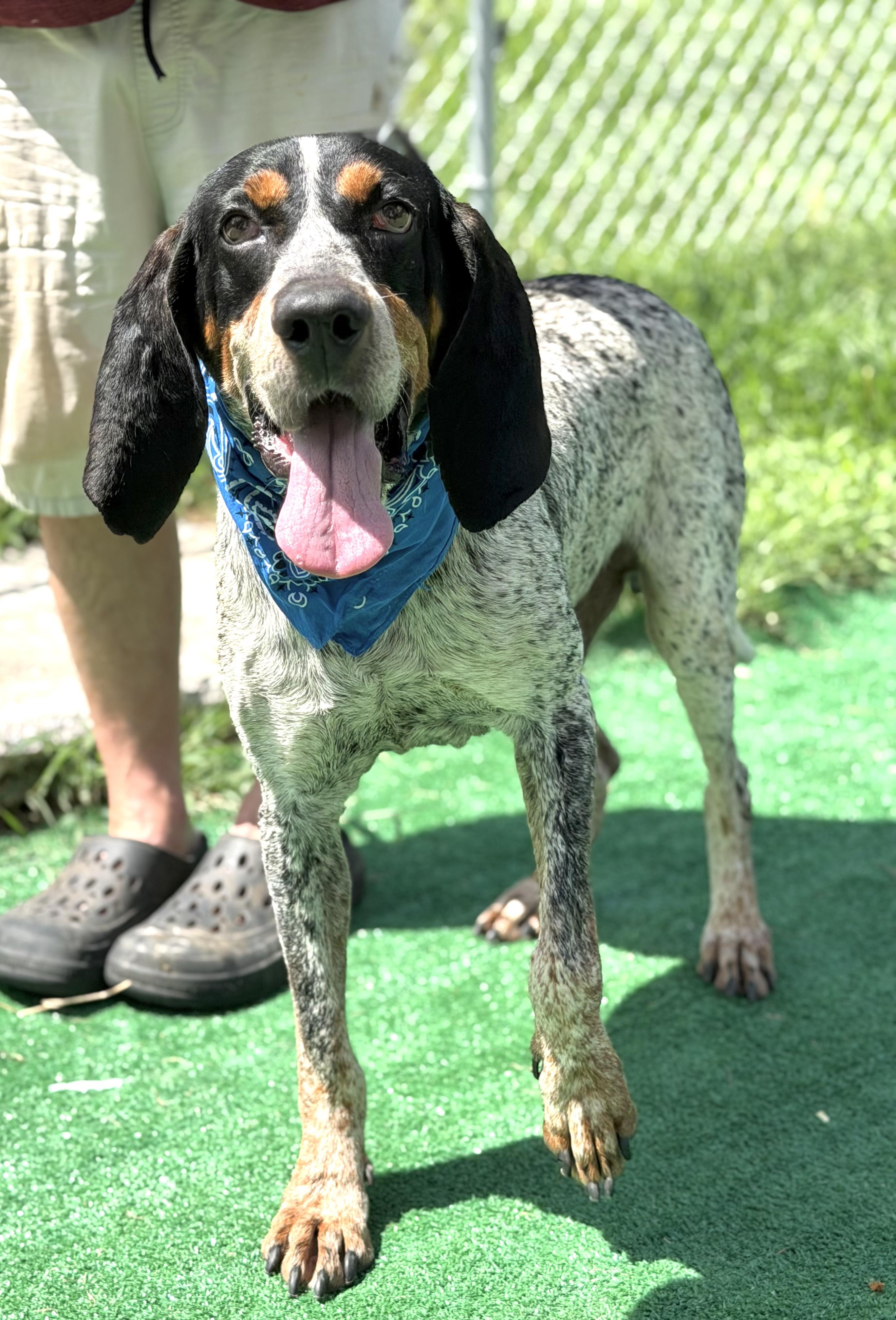 Enlarge Trooper, a ADOPTABLE Bluetick Coonhound in Maryville, TN image 5/6