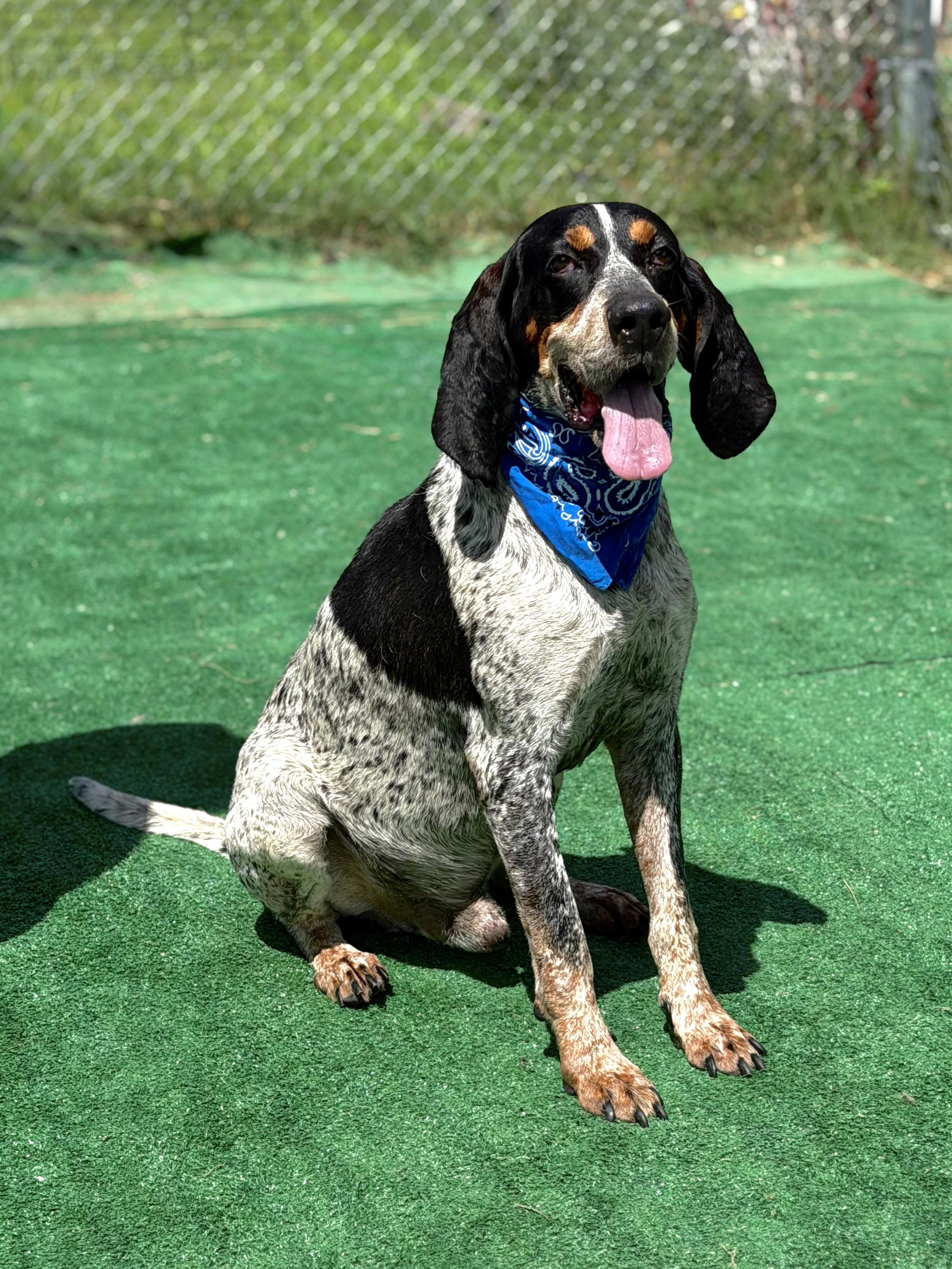 Enlarge Trooper, a ADOPTABLE Bluetick Coonhound in Maryville, TN image 4/6