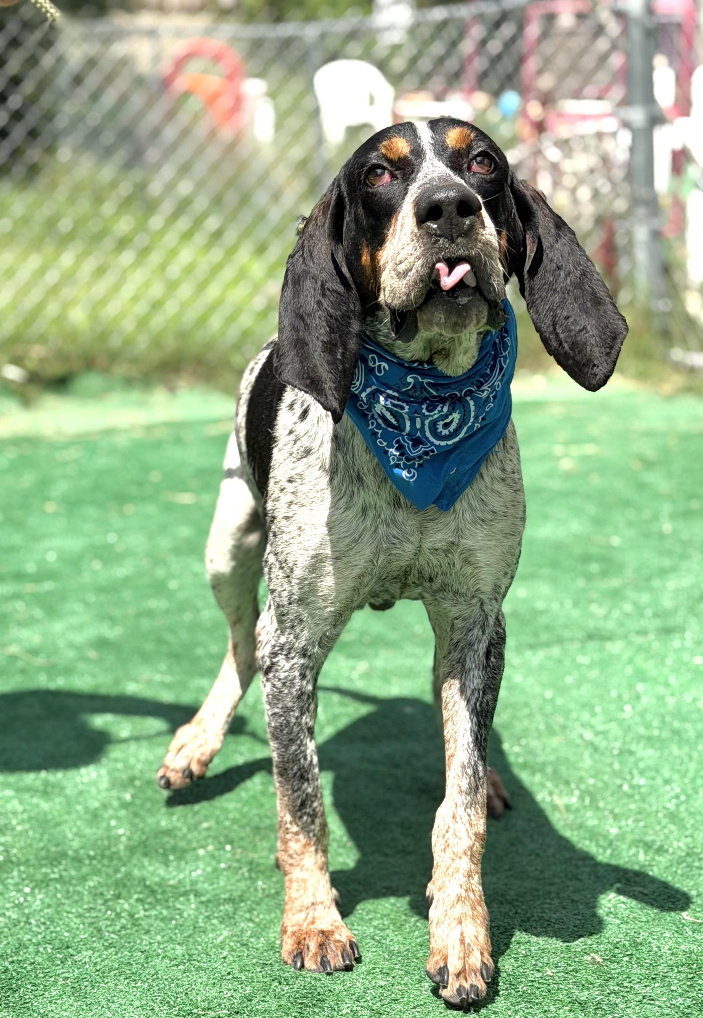 Enlarge Trooper, a ADOPTABLE Bluetick Coonhound in Maryville, TN image 6/6