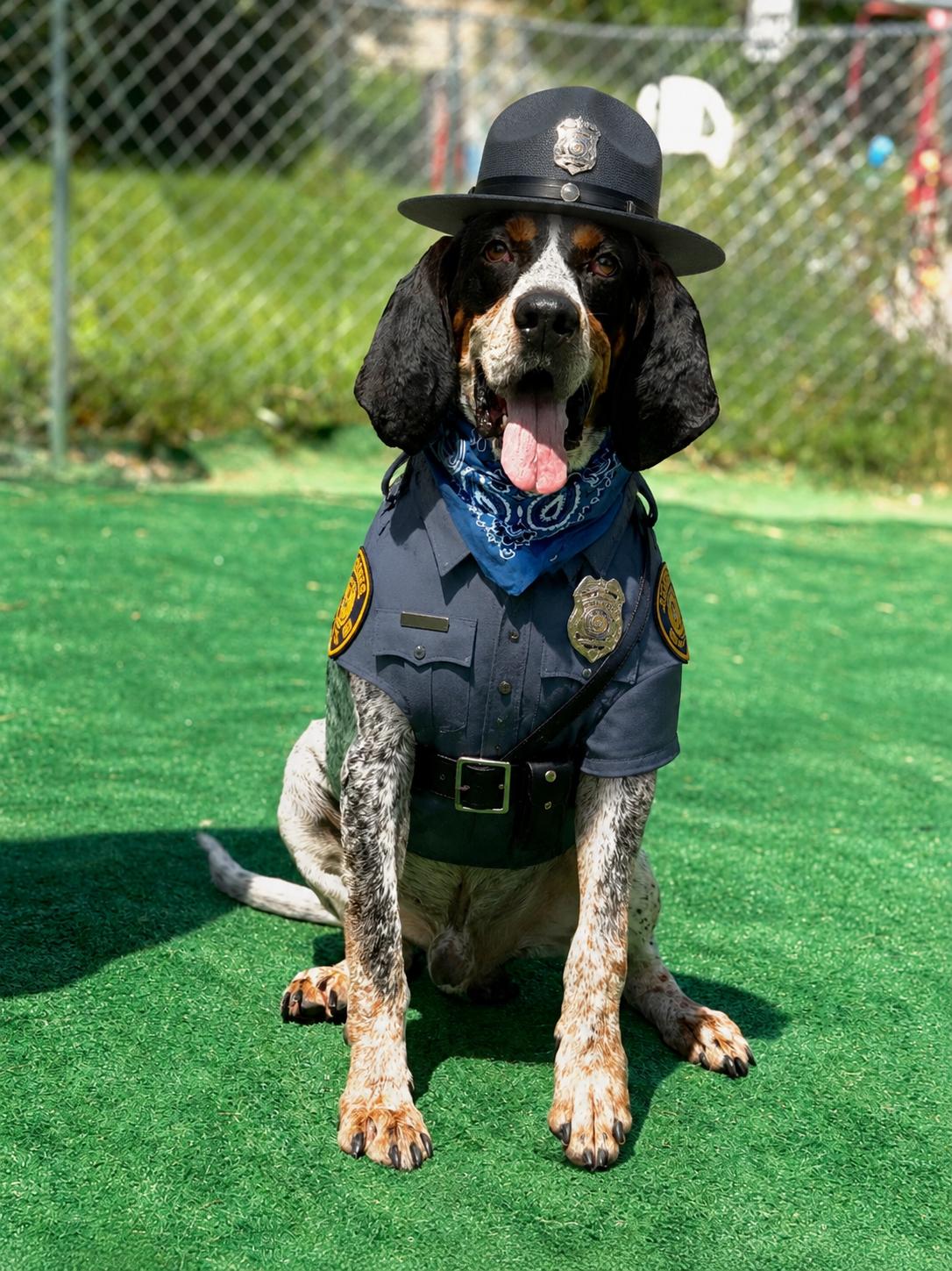 Trooper, ADOPTABLE, Adult Male Bluetick Coonhound.
