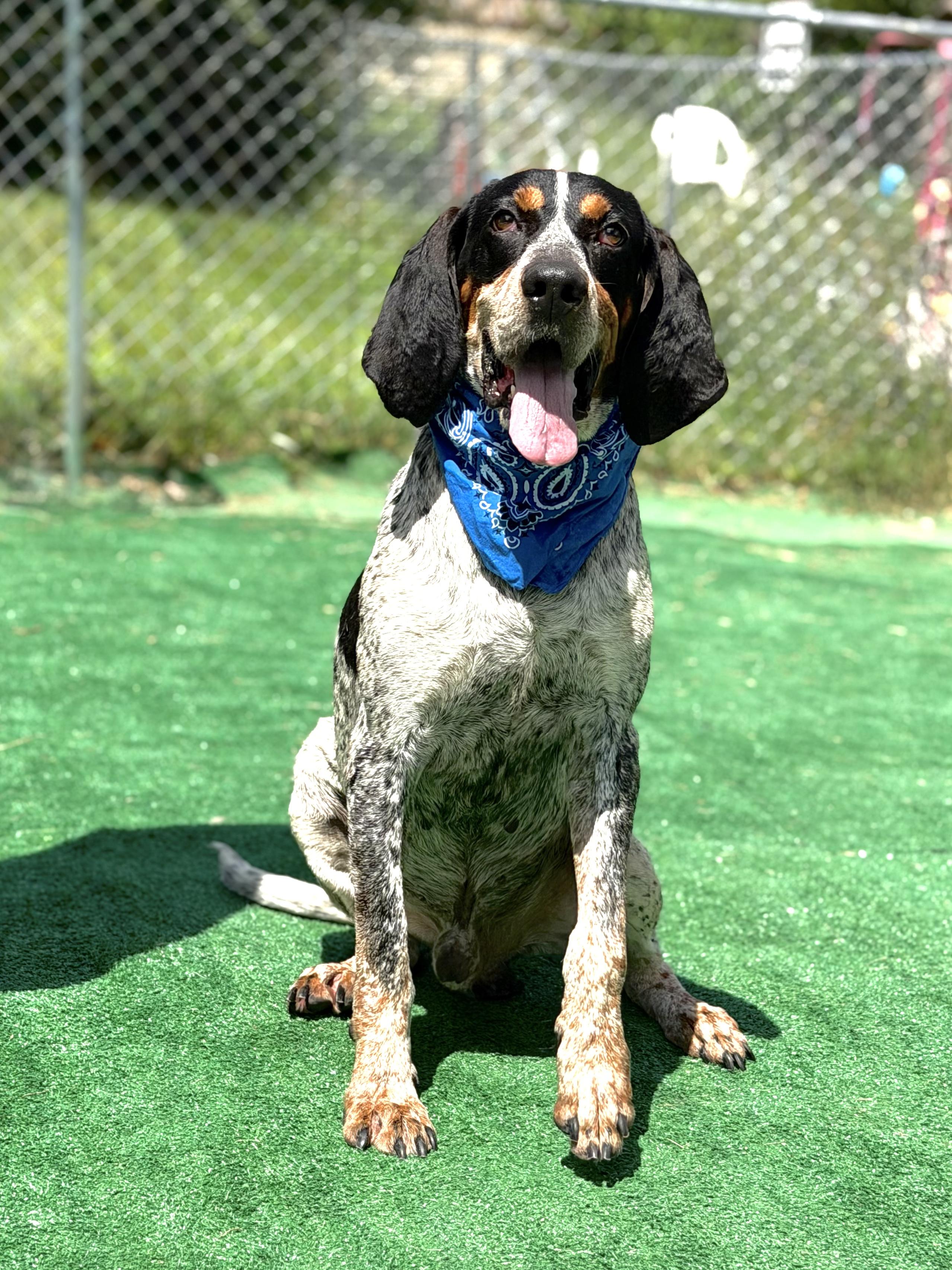 Enlarge Trooper, a ADOPTABLE Bluetick Coonhound in Maryville, TN image 2/6