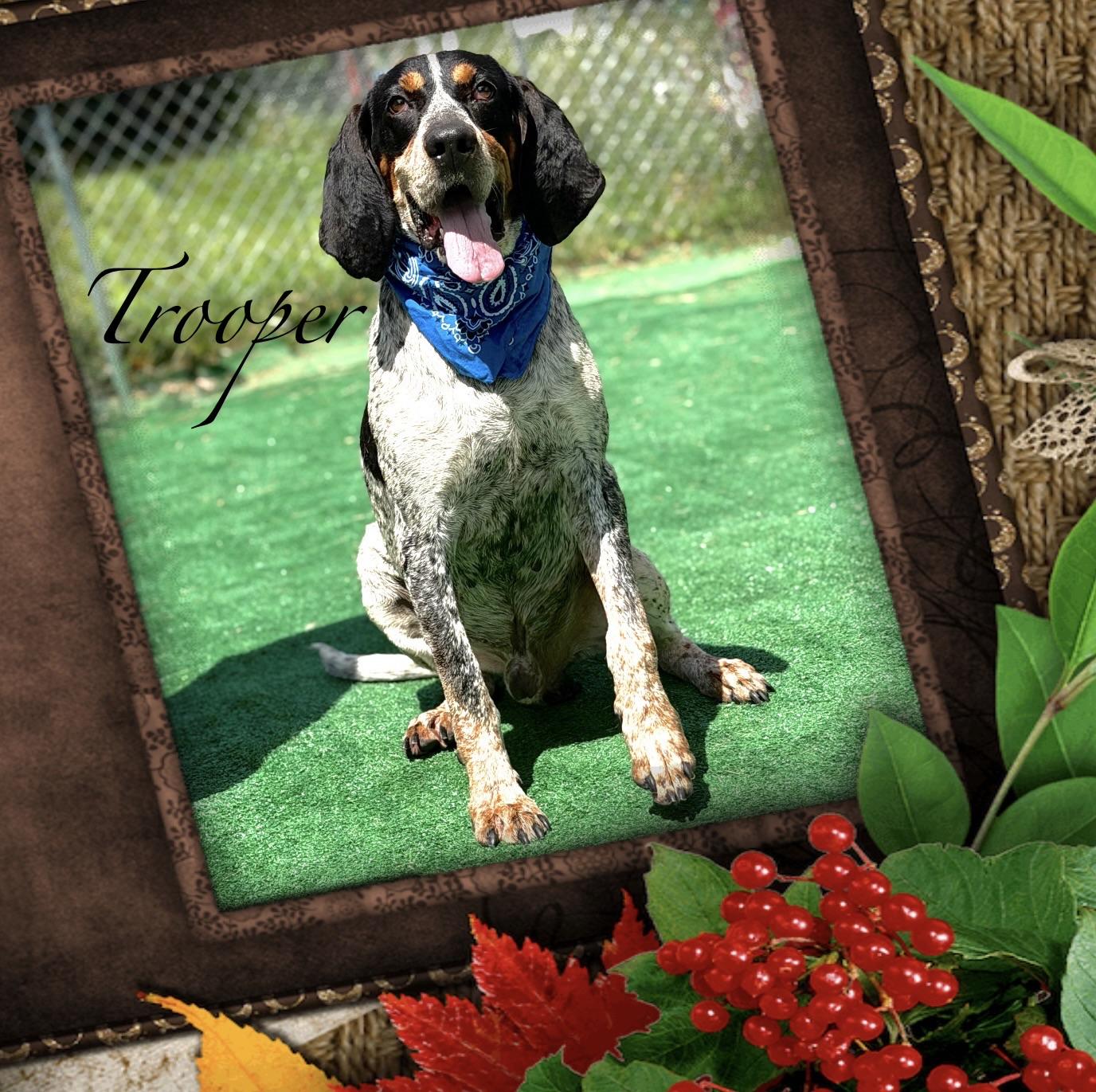 Enlarge Trooper, a Adoptable Bluetick Coonhound in Maryville, TN image 1/6