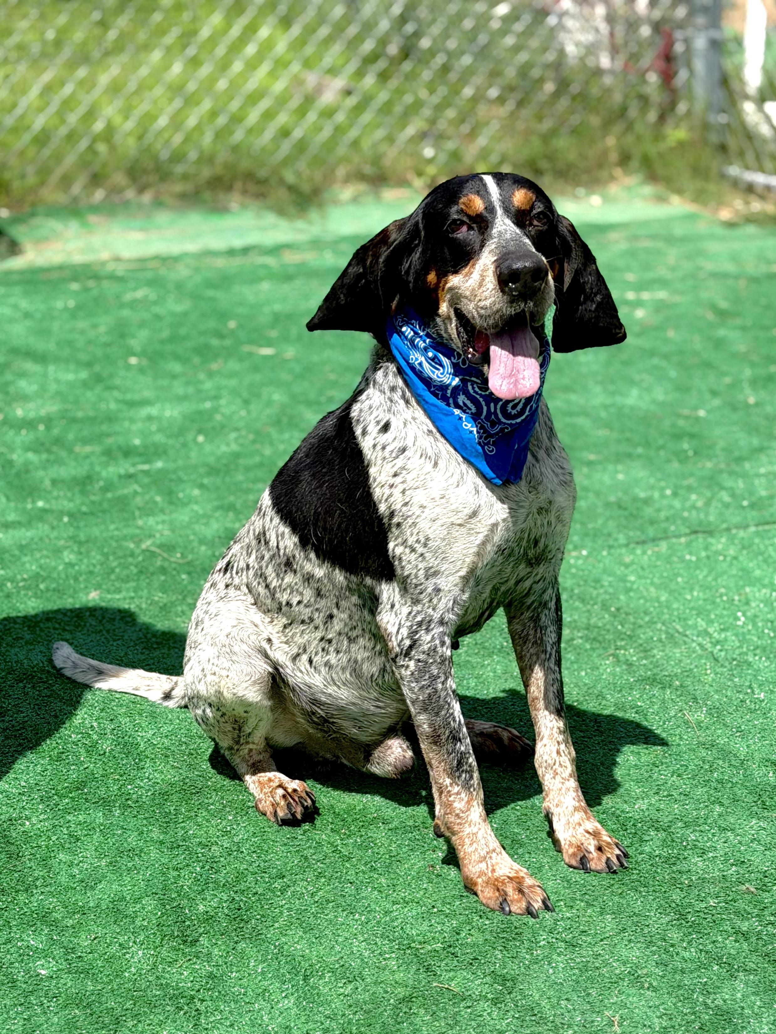 Enlarge Trooper, a ADOPTABLE Bluetick Coonhound in Maryville, TN image 3/6