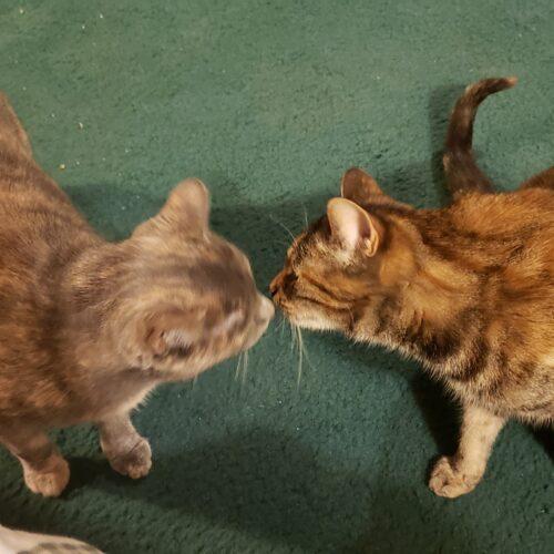 Petals, Adoptable, Adult Female Domestic Short Hair.