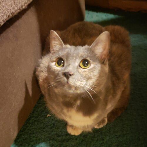 Enlarge Petals, a Adoptable Domestic Short Hair in Fishers, IN image 2/5
