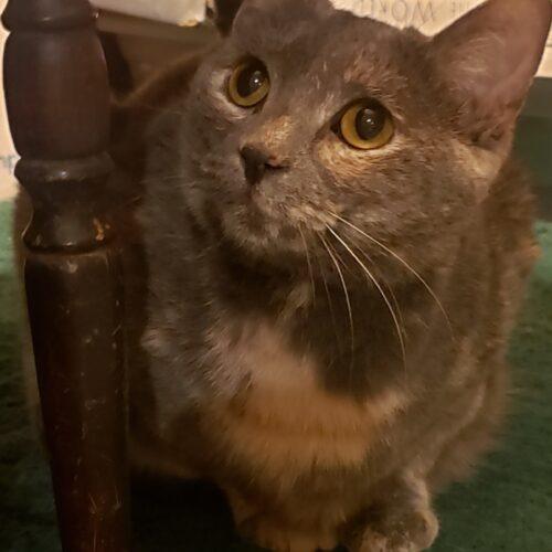 Enlarge Petals, a Adoptable Domestic Short Hair in Fishers, IN image 3/5