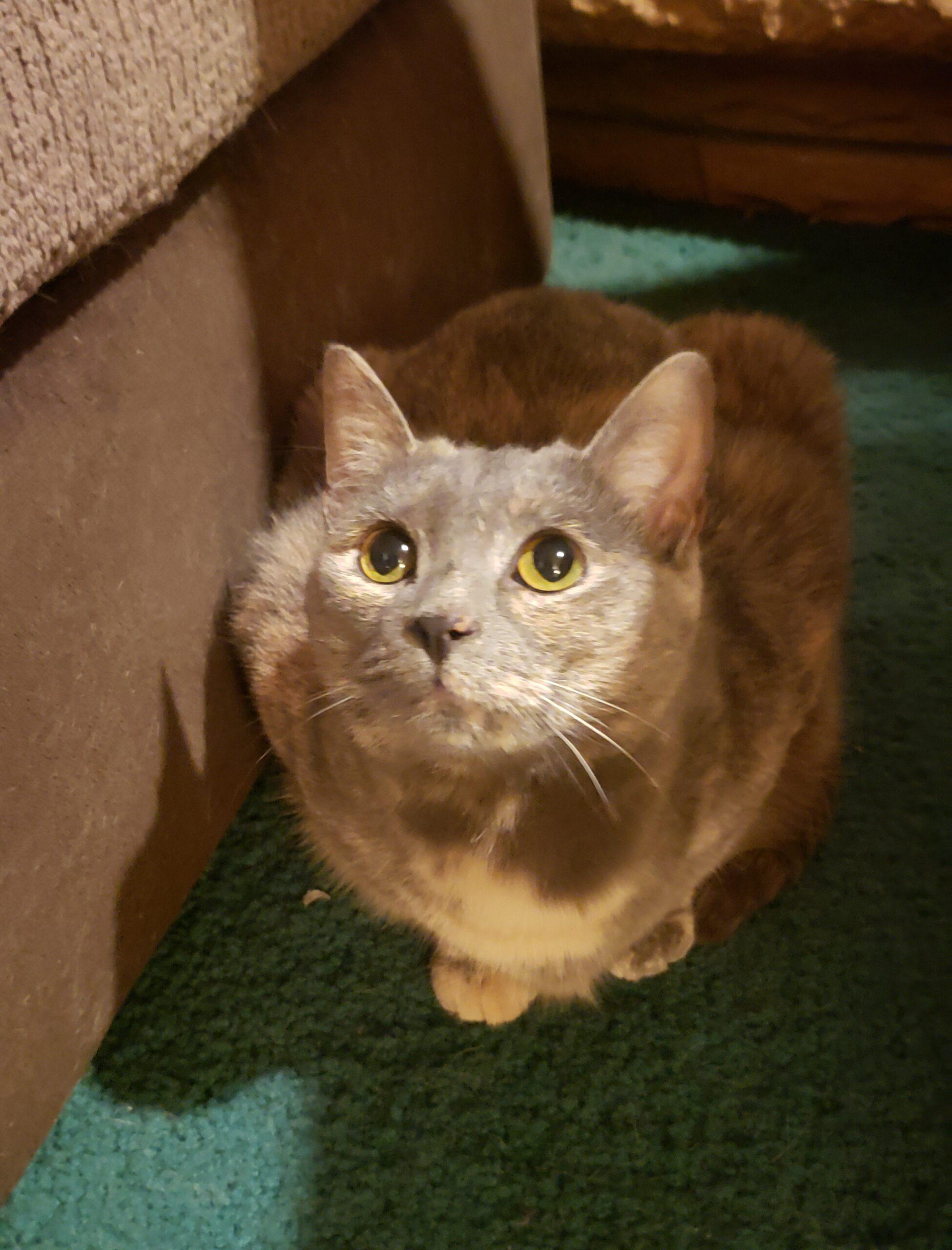 Enlarge Petals, a Adoptable Domestic Short Hair in Fishers, IN image 3/5