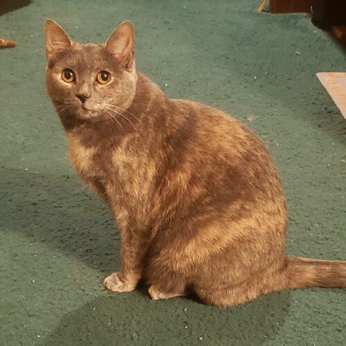 Enlarge Petals, a Adoptable Domestic Short Hair in Fishers, IN image 4/5