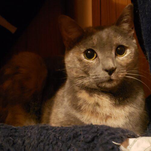 Enlarge Petals, a Adoptable Domestic Short Hair in Fishers, IN image 5/5