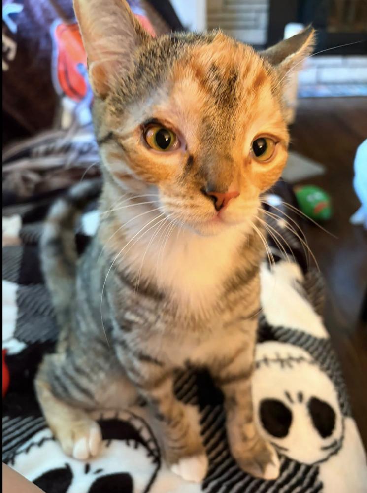 Enlarge The Brain, a Adoptable Calico in Warren, CT image 5/6