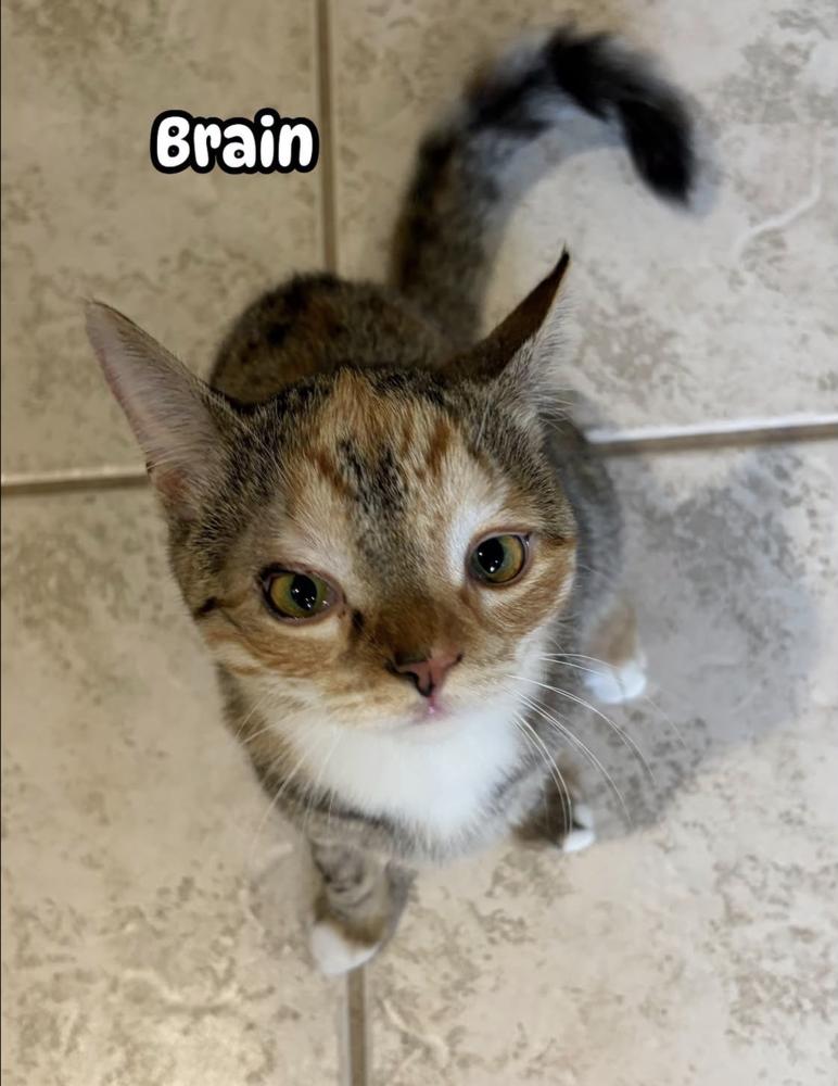 Enlarge The Brain, a Adoptable Calico in Warren, CT image 3/6