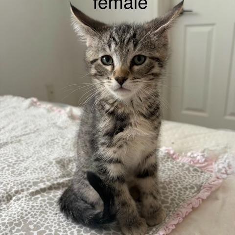 N - Rosemary, a Adoptable Domestic Short Hair in Arizona City, AZ image 1/2