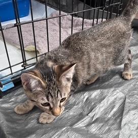 N - Rosemary, a Adoptable Domestic Short Hair in Arizona City, AZ image 2/2
