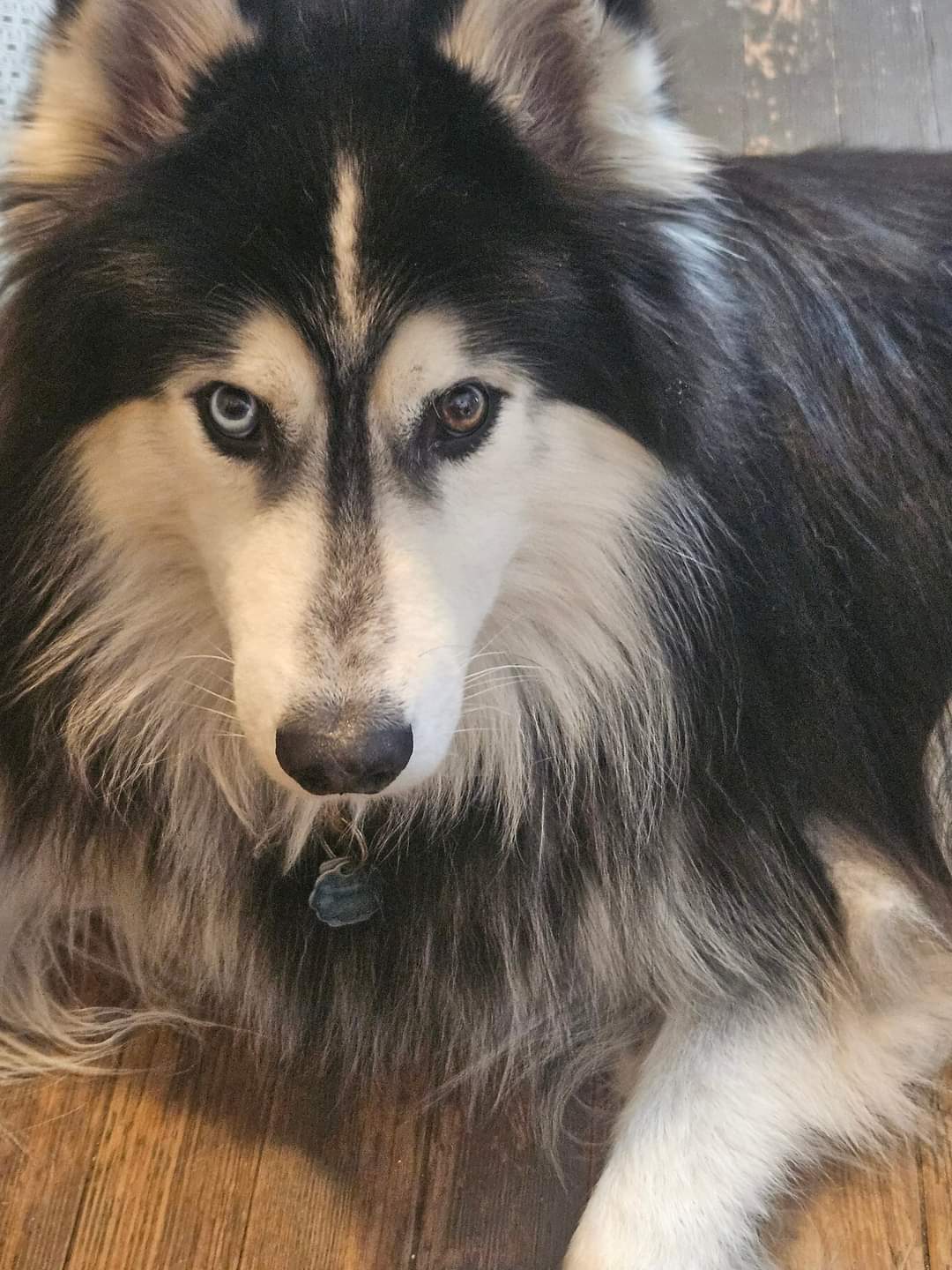 Dog for adoption Sky, a Siberian Husky in West Suffield, CT Petfinder