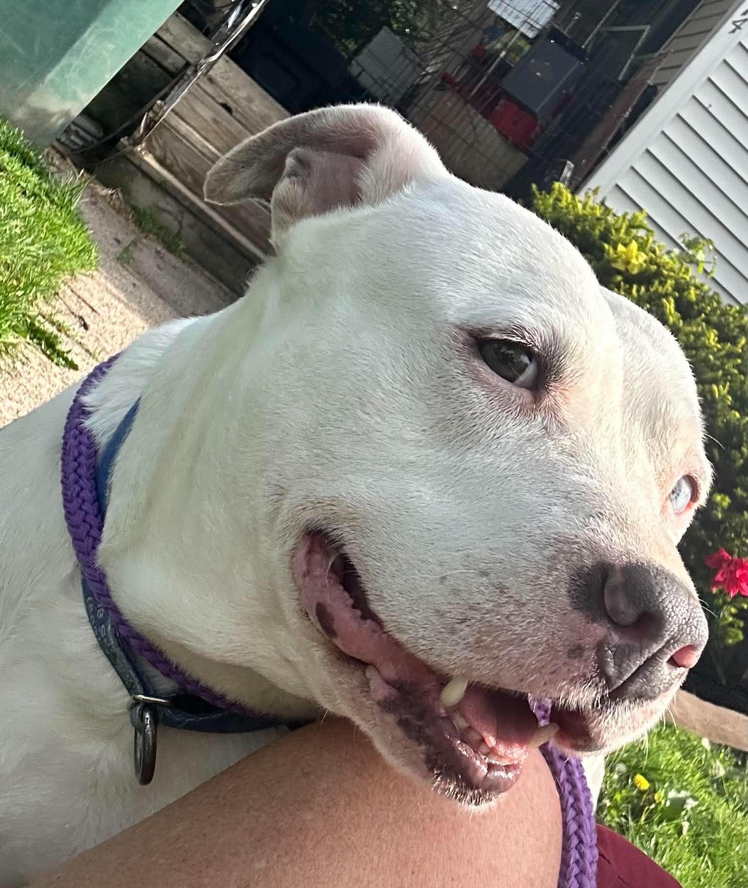 Enlarge Queenie: Adopt or Forever Foster, a Adoptable mixed breed in Rochester, NY image 2/6