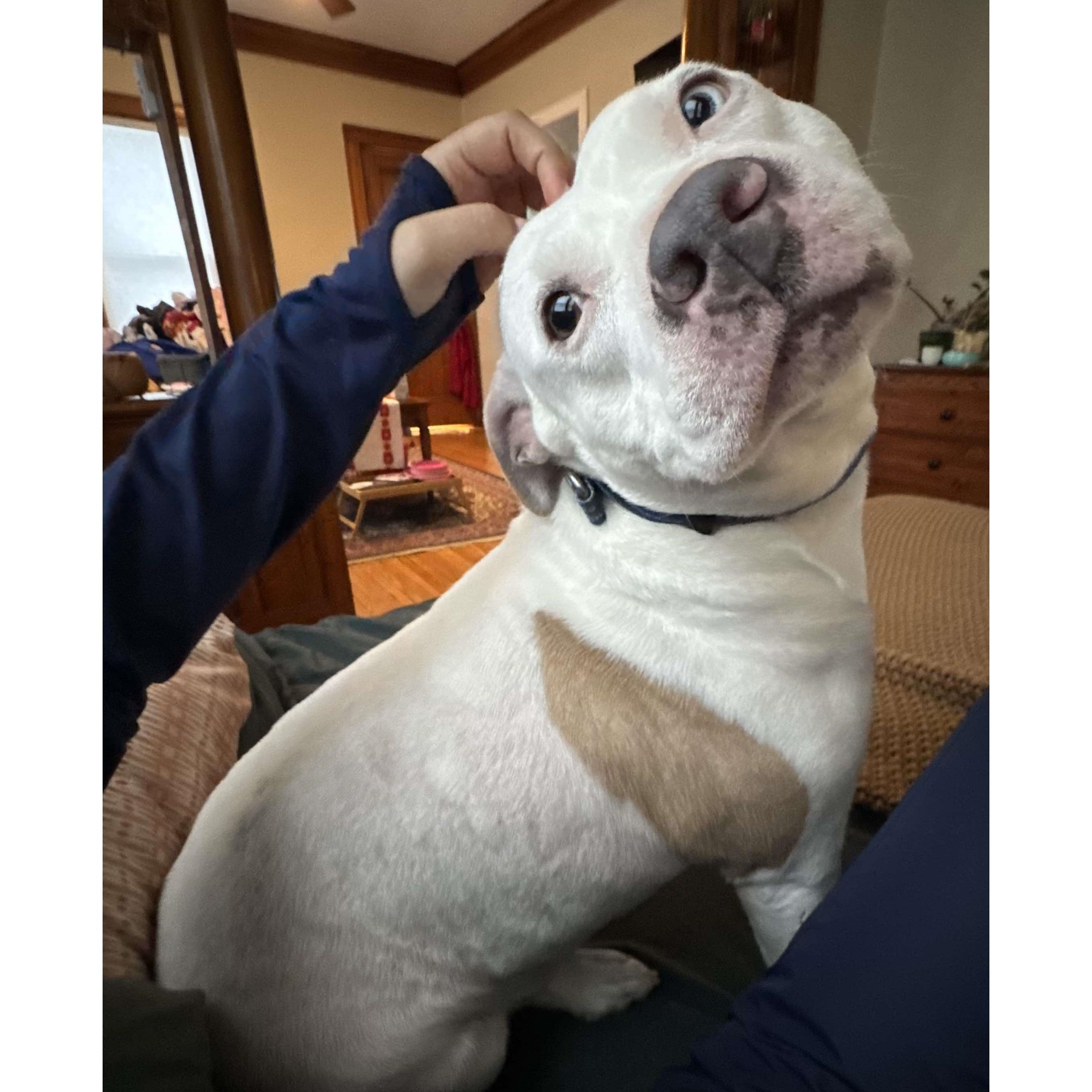 Enlarge Queenie: Adopt or Forever Foster, a Adoptable mixed breed in Rochester, NY image 3/6
