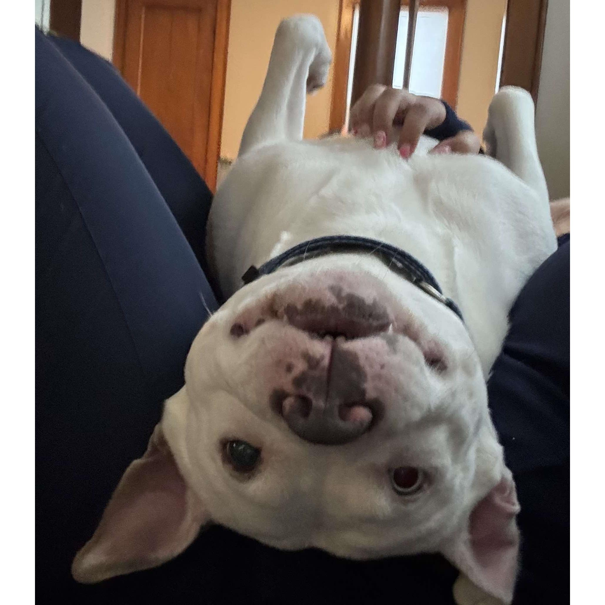 Queenie: Adopt or Forever Foster, Adoptable, Adult Female Pit Bull Terrier.