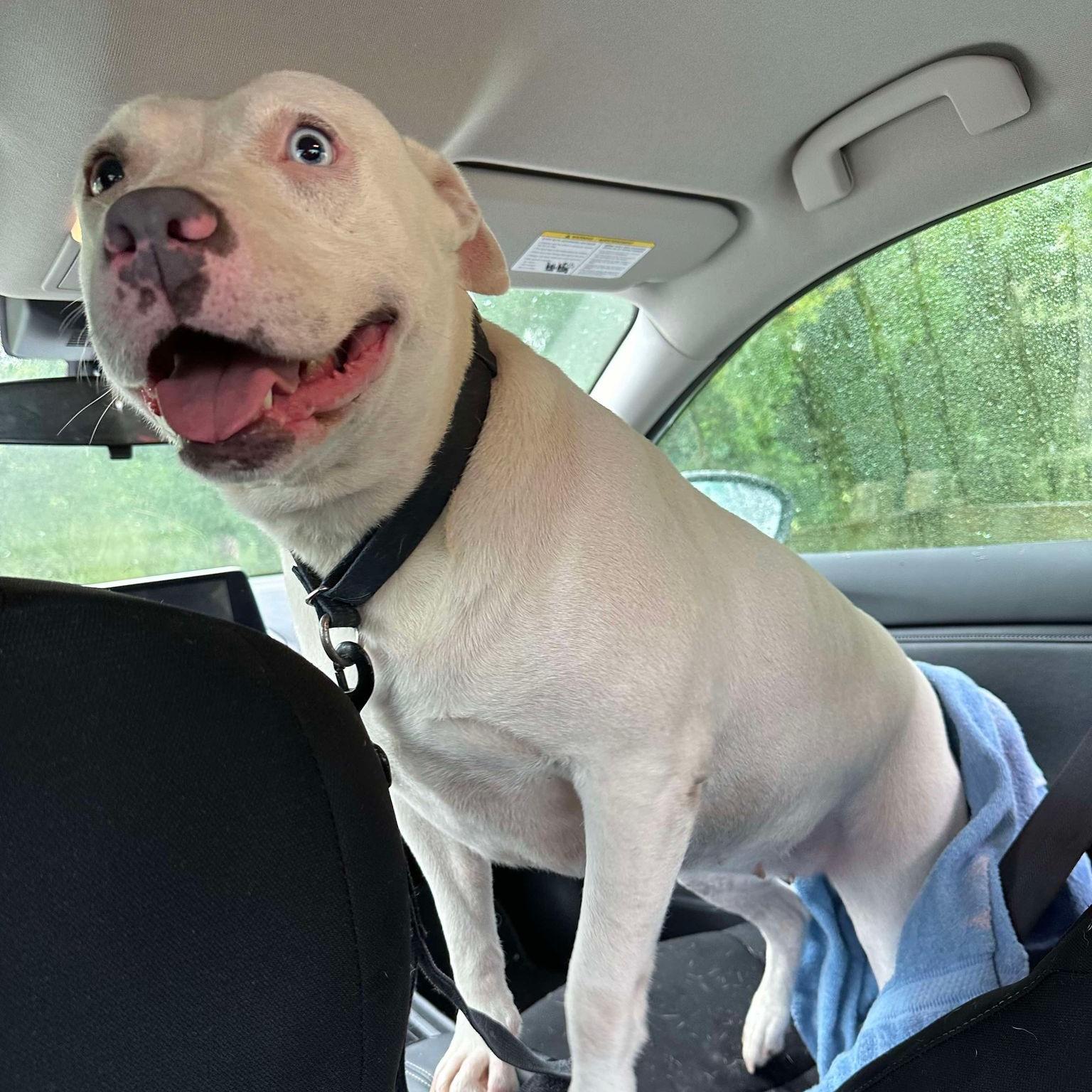 Enlarge Queenie: Adopt or Forever Foster, a Adoptable mixed breed in Rochester, NY image 4/6