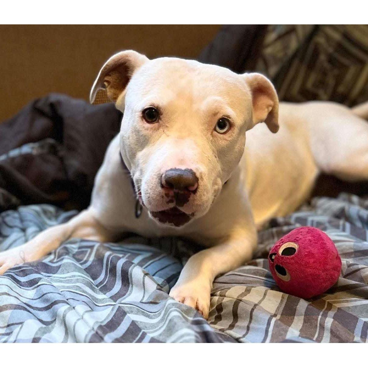 Enlarge Queenie: Adopt or Forever Foster, a Adoptable mixed breed in Rochester, NY image 5/6
