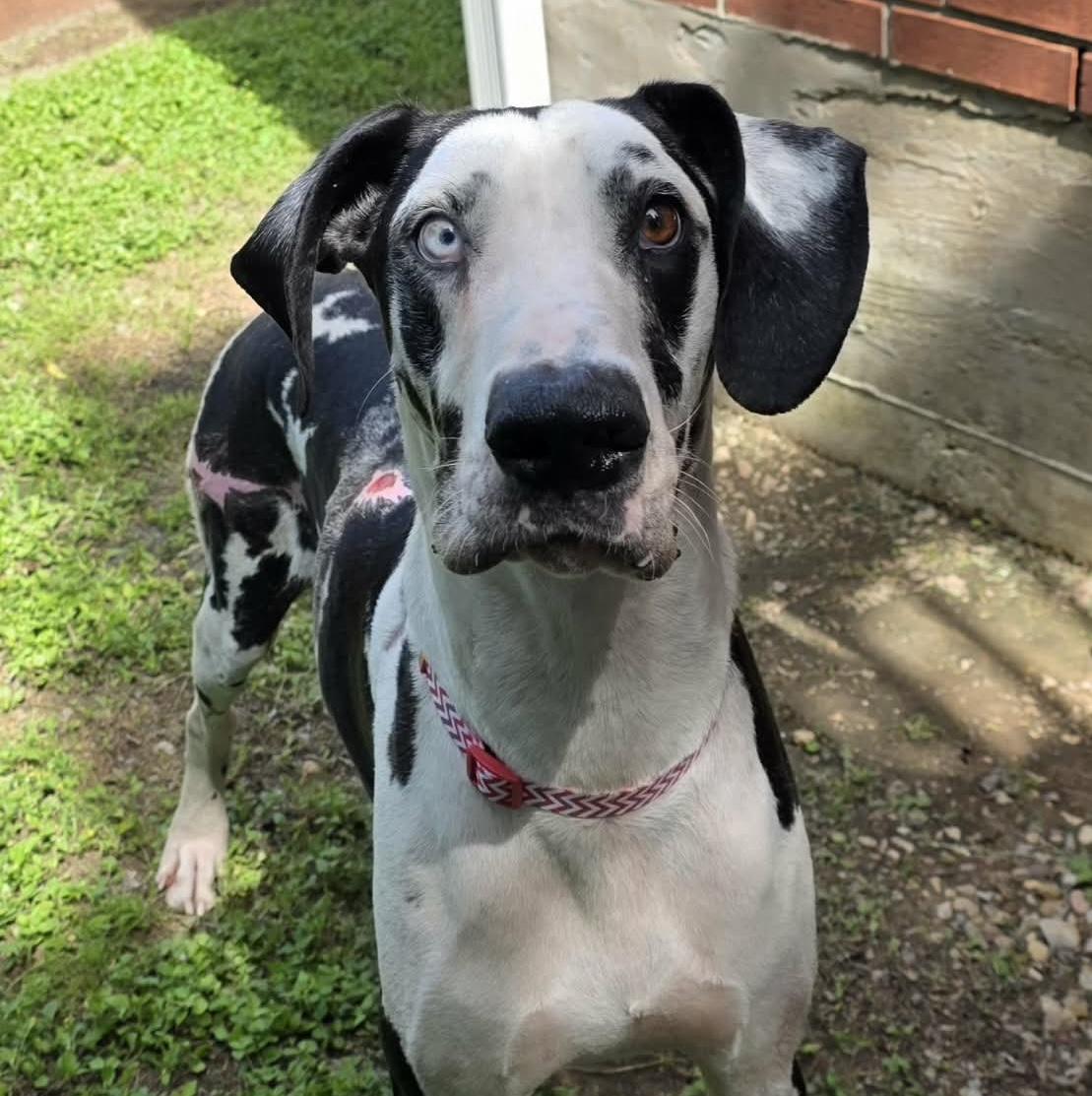 Enlarge Magellan, a ADOPTABLE Great Dane in Bryan, TX image 3/3