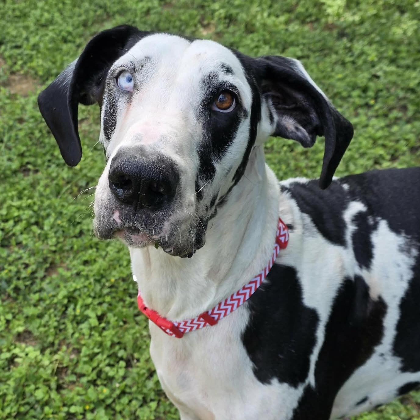 Enlarge Magellan, a ADOPTABLE Great Dane in Bryan, TX image 1/3