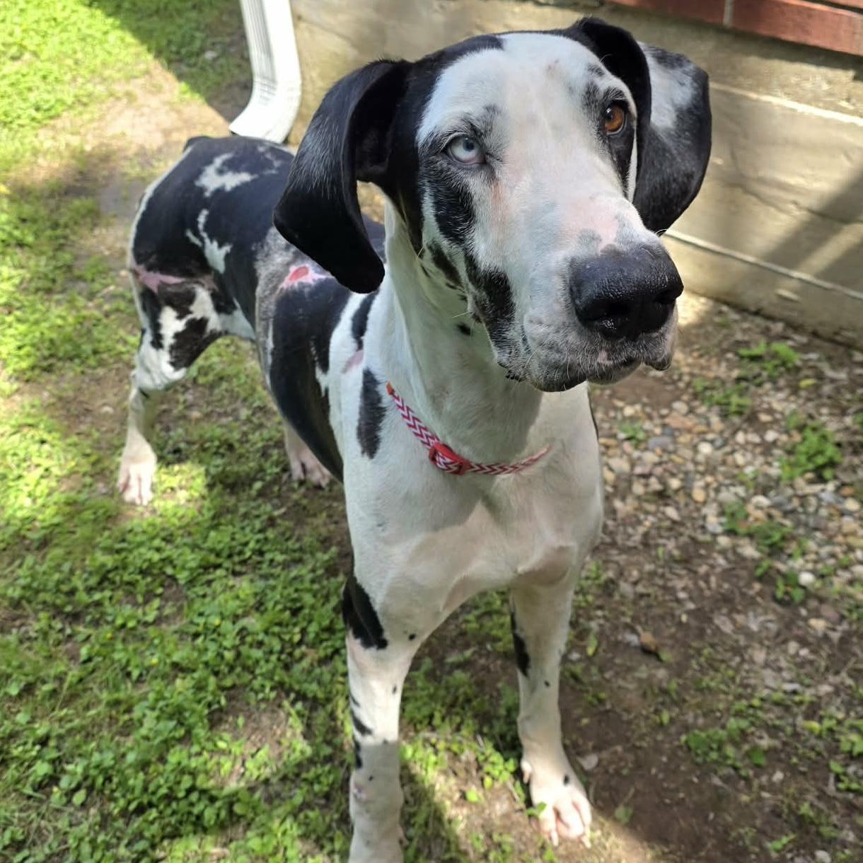 Enlarge Magellan, a ADOPTABLE Great Dane in Bryan, TX image 2/3