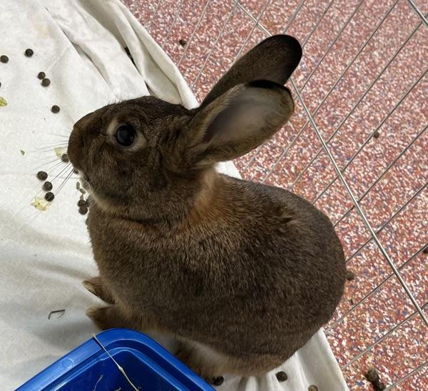 Enlarge Hazelnut - Companion To Cashew, a Adoptable mixed breed in Stratham, NH image 1/1