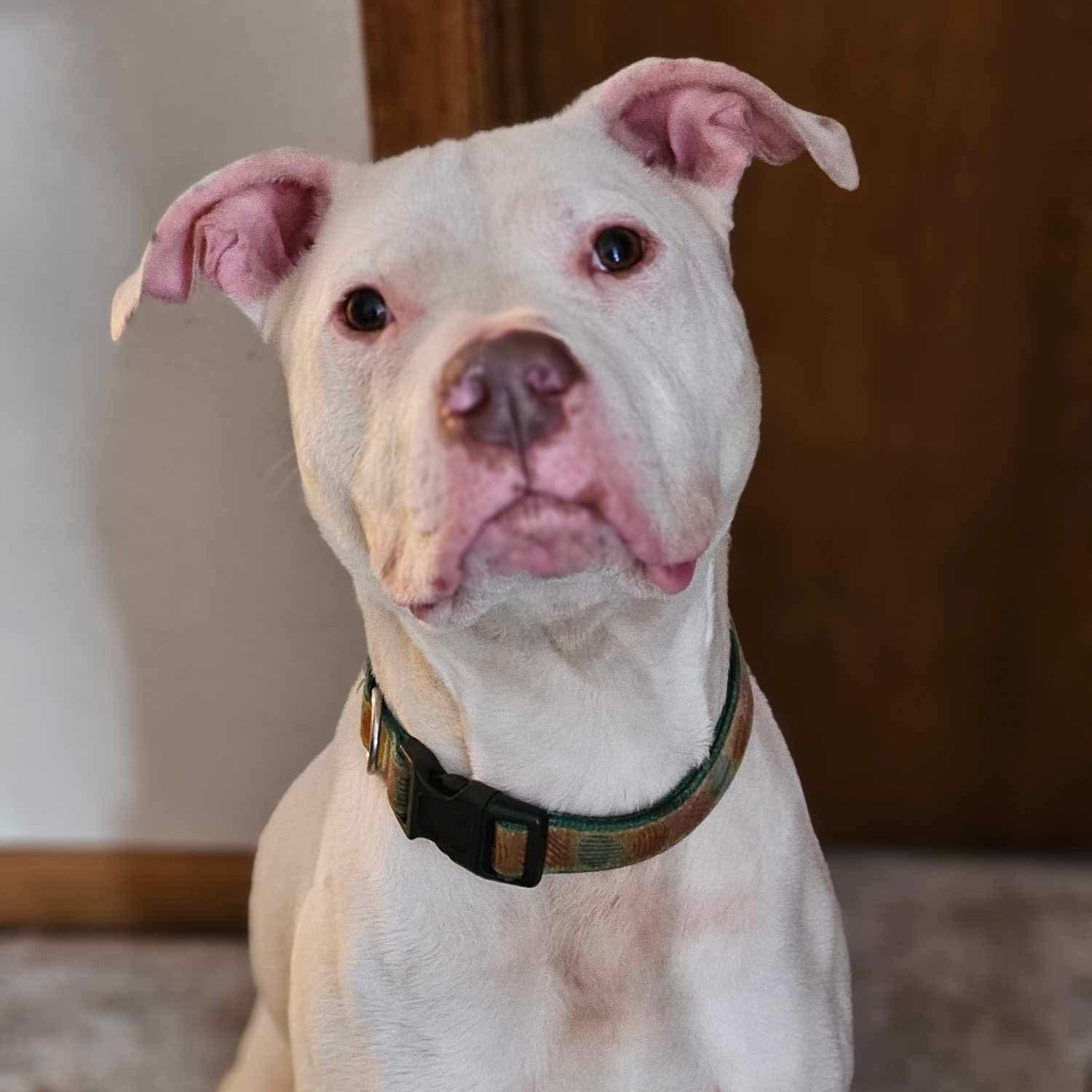 Rugby Fue, a Adoptable mixed breed in Lindstrom , MN image 2/6