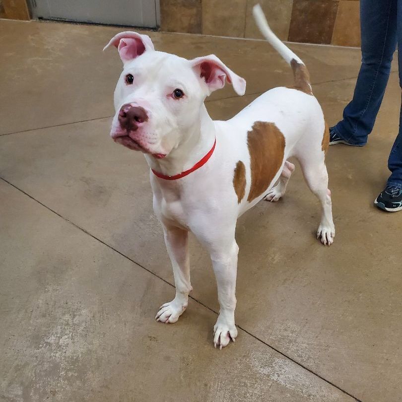 Rugby Fue, a Adoptable mixed breed in Lindstrom , MN image 1/6