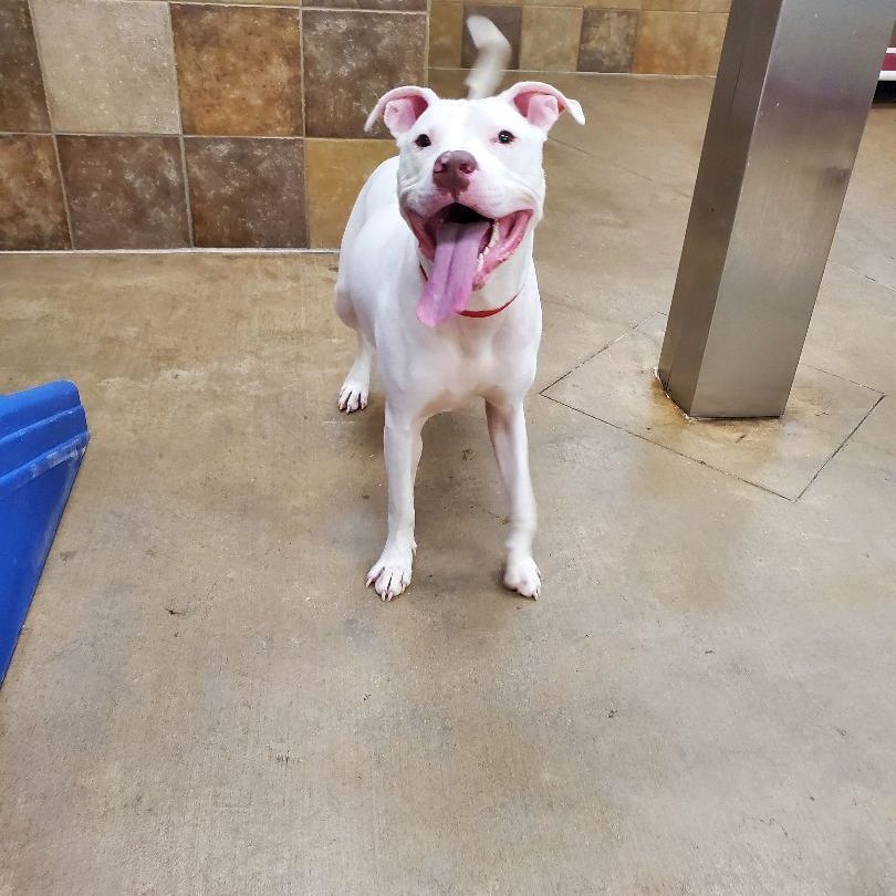 Rugby Fue, a Adoptable mixed breed in Lindstrom , MN image 3/6