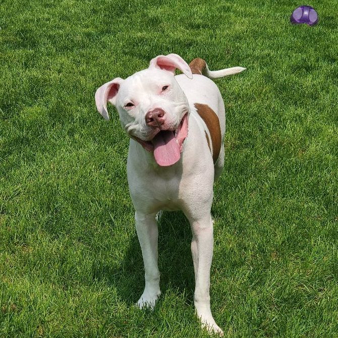Rugby Fue, a Adoptable mixed breed in Lindstrom , MN image 4/6