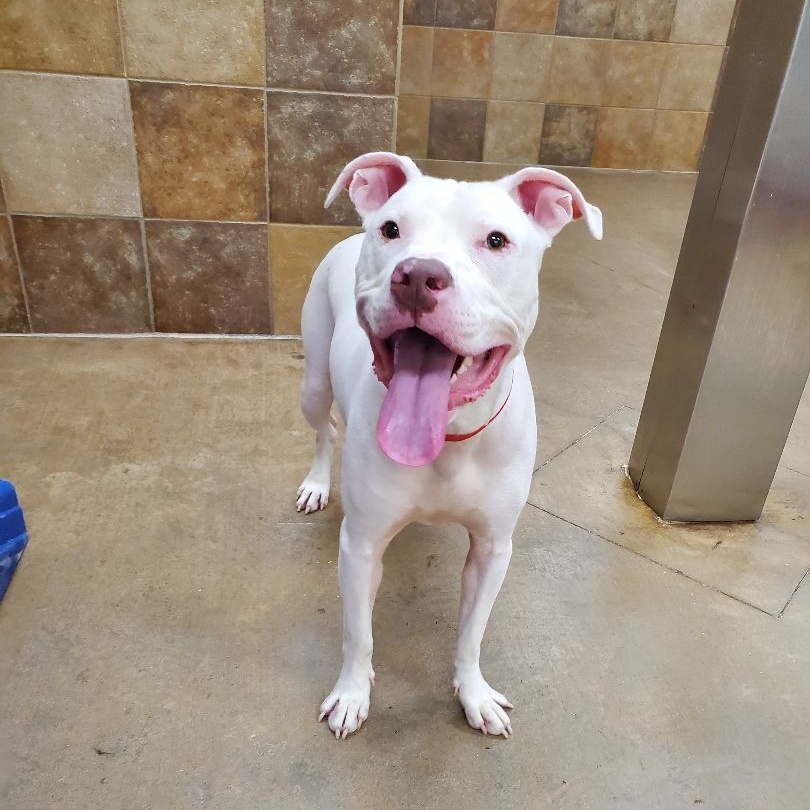 Rugby Fue, a Adoptable mixed breed in Lindstrom , MN image 5/6