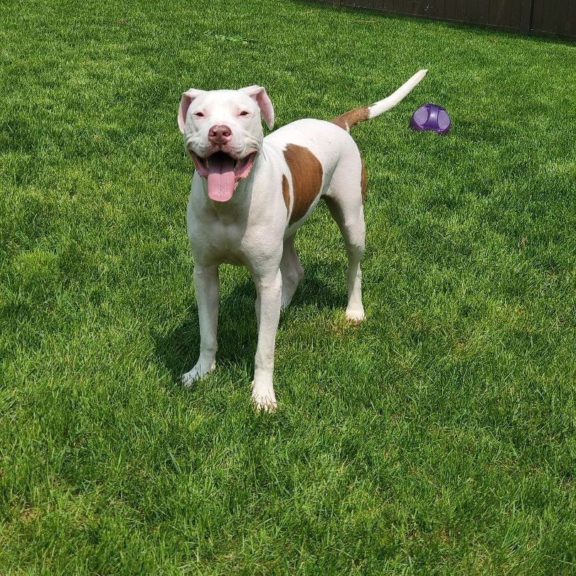 Rugby Fue, a Adoptable mixed breed in Lindstrom , MN image 6/6