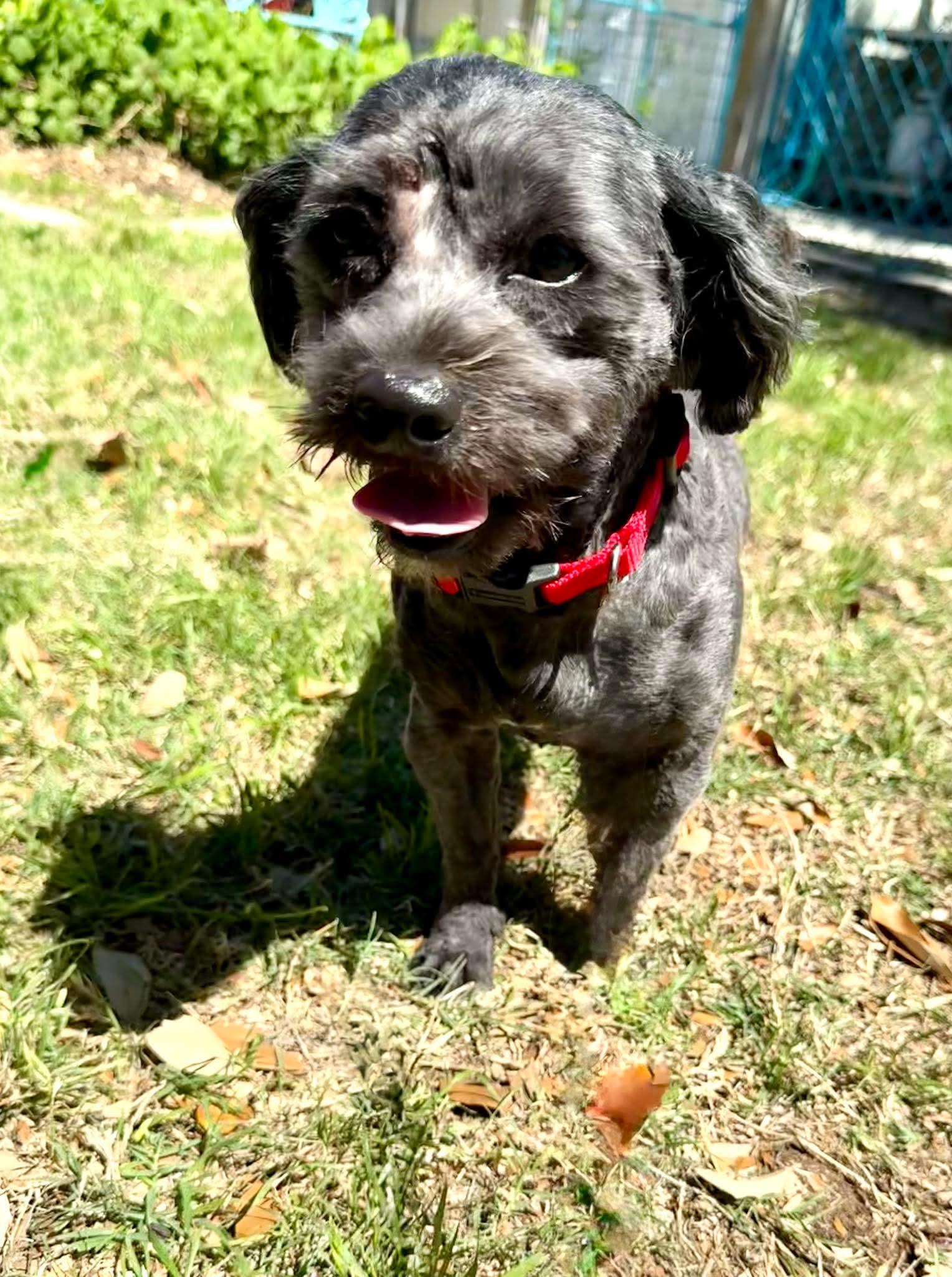 Enlarge Cooper the sweetest boy!, an adopted mixed breed in Lockhart, TX image 6/6