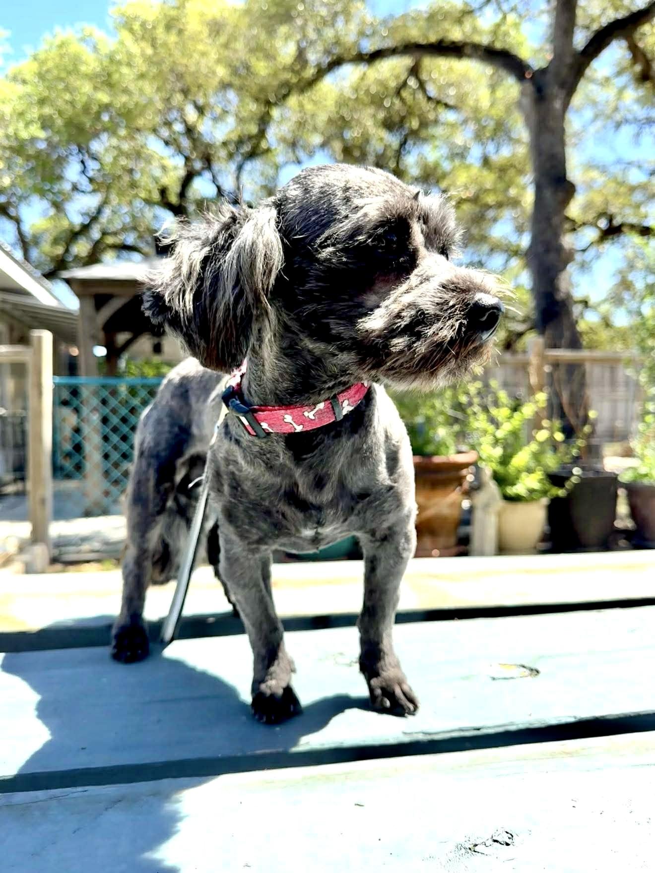 Cooper the sweetest boy!, adopted, Adult Male Shih poo.