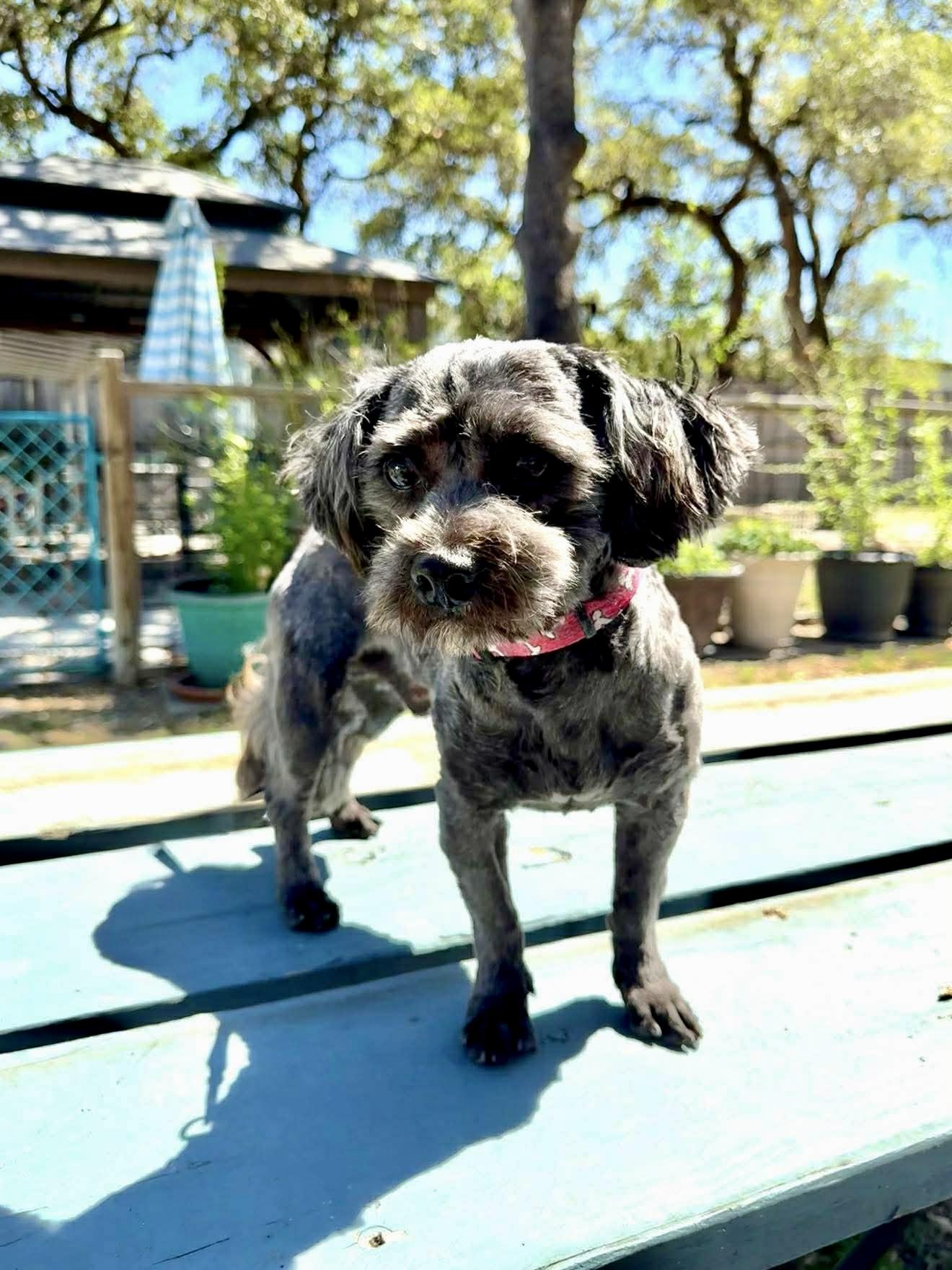 Enlarge Cooper the sweetest boy!, an adopted mixed breed in Lockhart, TX image 4/6