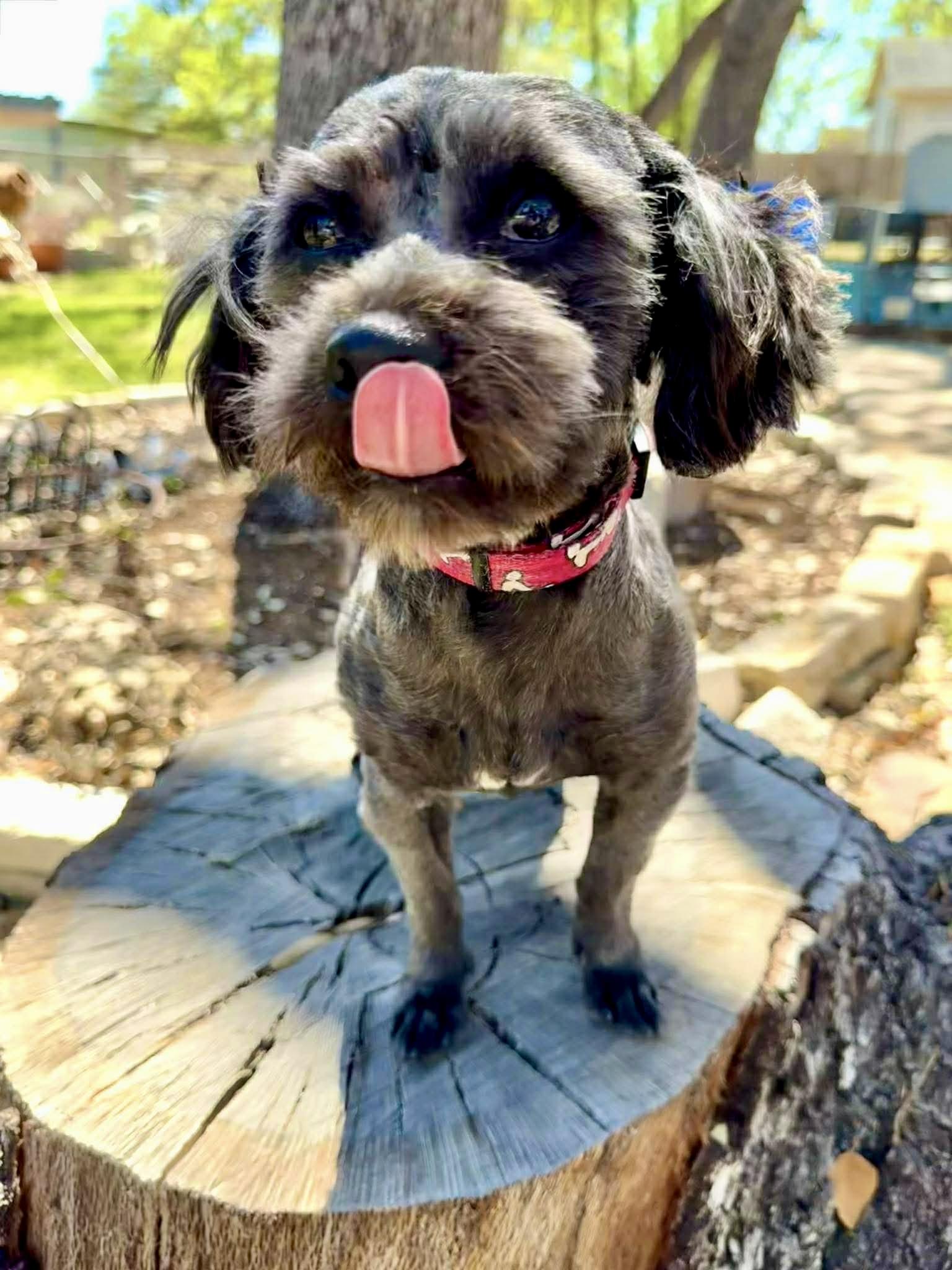 Enlarge Cooper the sweetest boy!, an adopted mixed breed in Lockhart, TX image 2/6