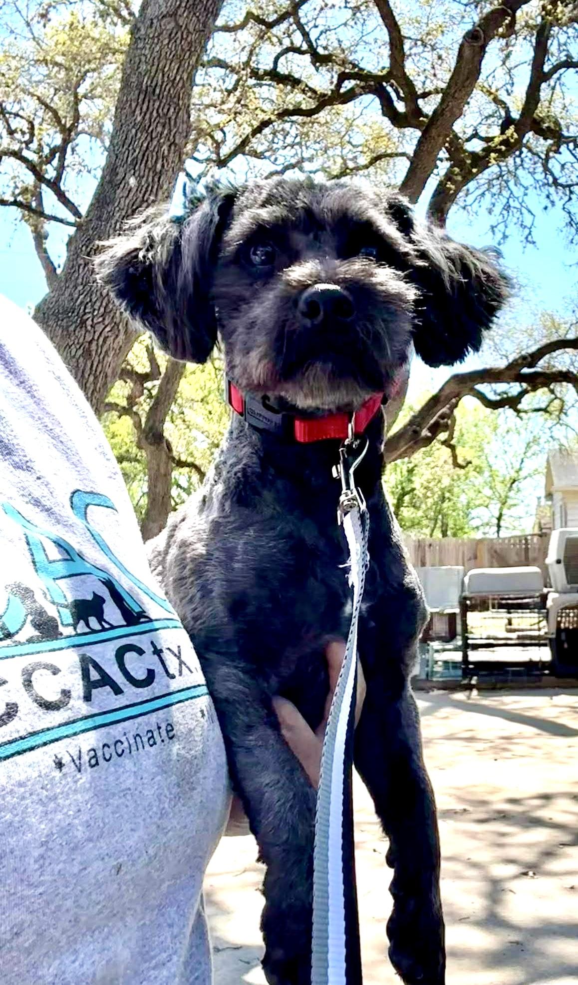 Enlarge Cooper the sweetest boy!, an adopted mixed breed in Lockhart, TX image 3/6