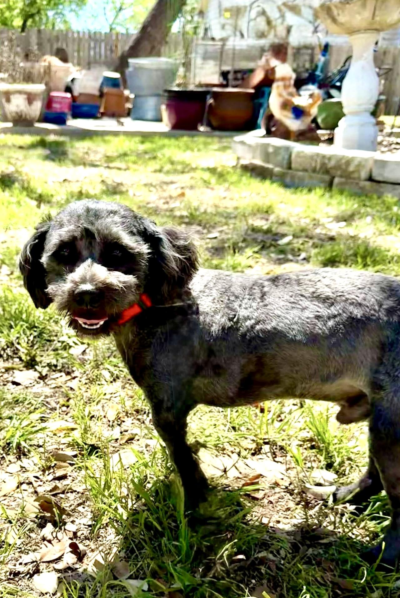 Enlarge Cooper the sweetest boy!, an adopted mixed breed in Lockhart, TX image 5/6