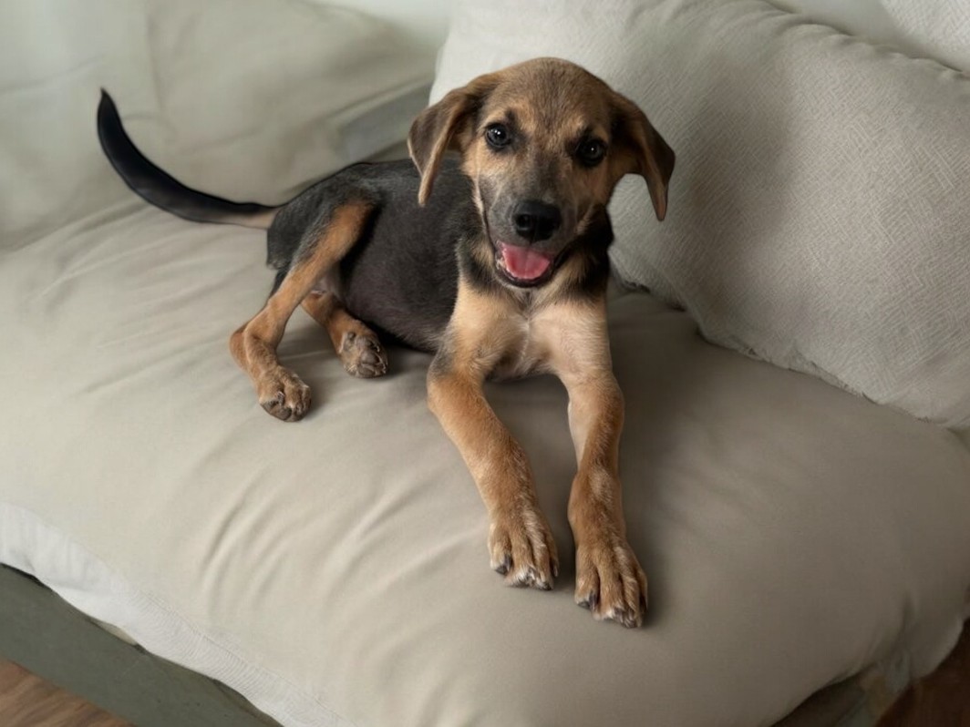 Dog for adoption Diana, a Mixed Breed in Victoria, BC Petfinder