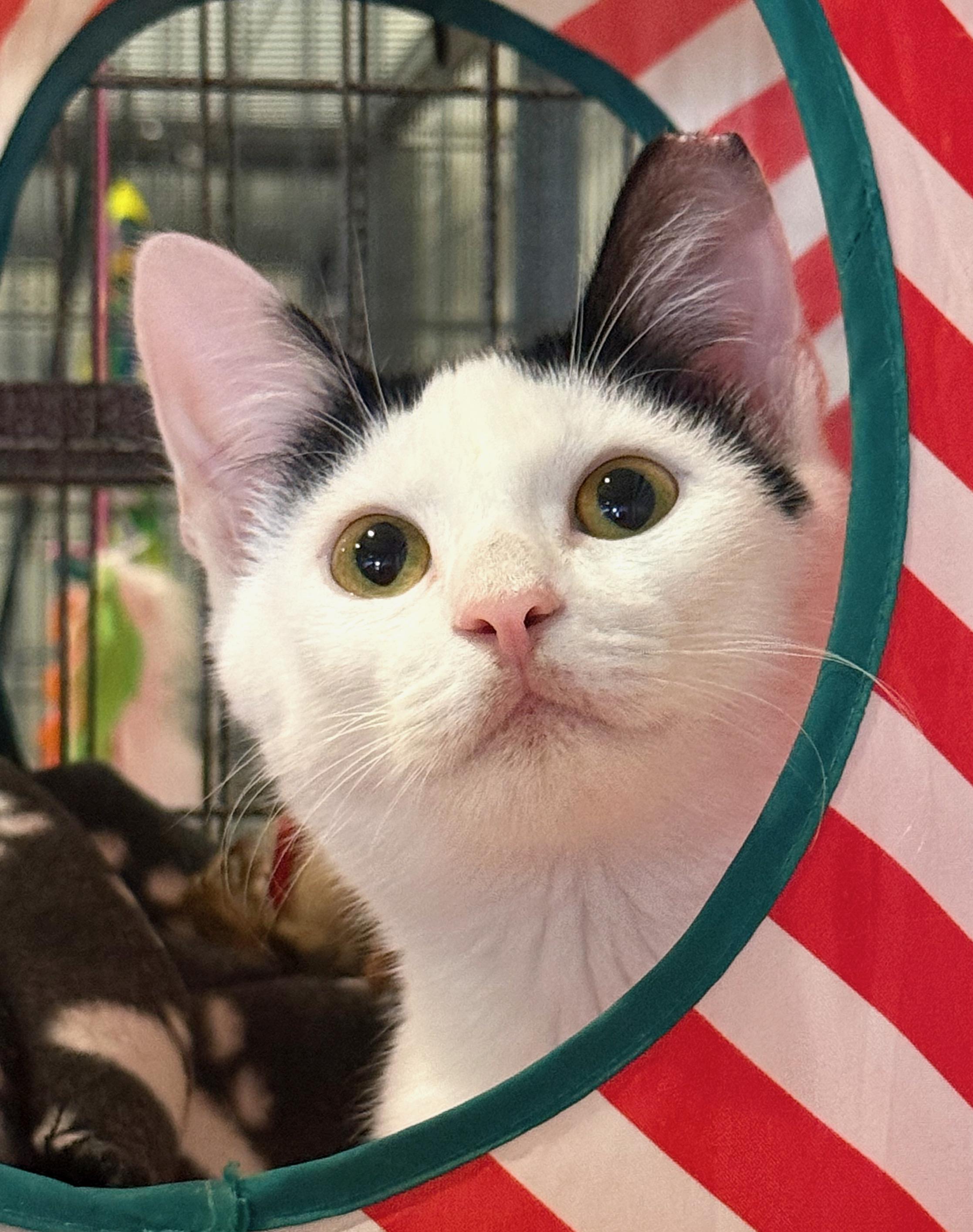 Bateau, adopted, Kitten Male American Shorthair & Ragdoll.