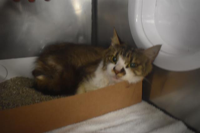 PENELOPE, Adoptable, Young Female Domestic Medium Hair.