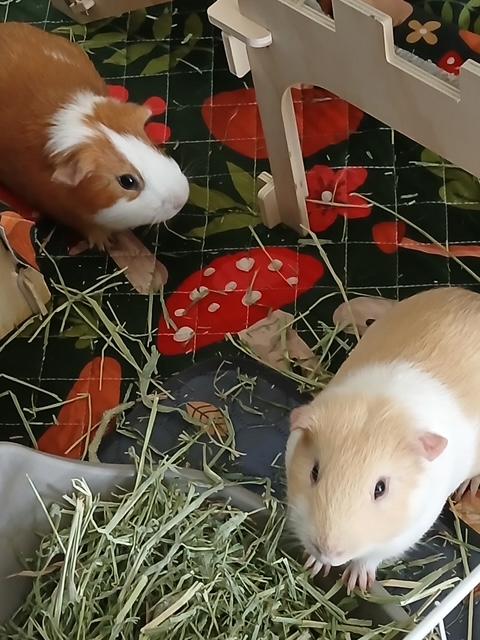 Gordon & Greg photo 1
