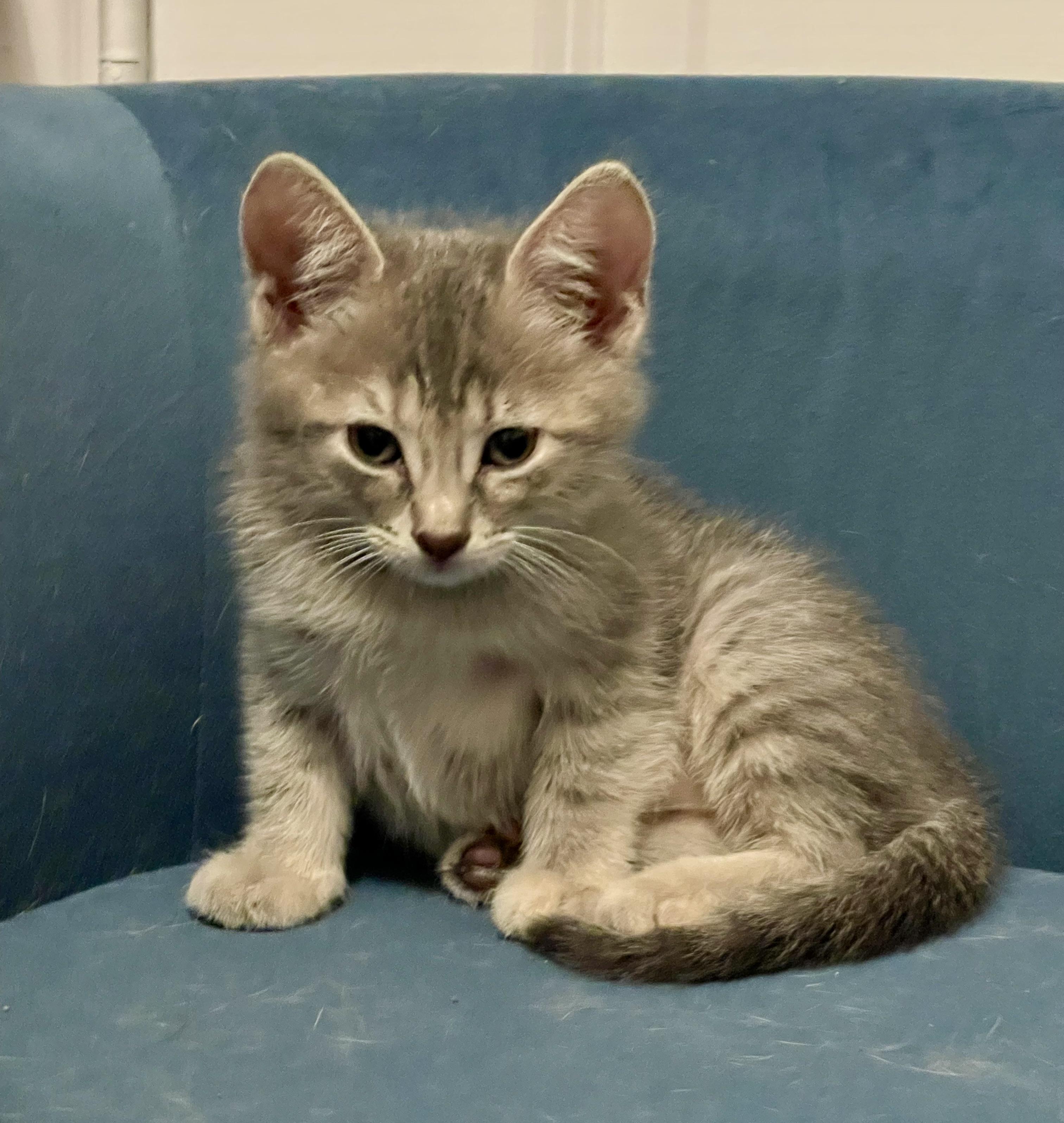 Enlarge Loki Elizabeth, a Adopted Domestic Medium Hair in Niagara Falls, NY image 2/6