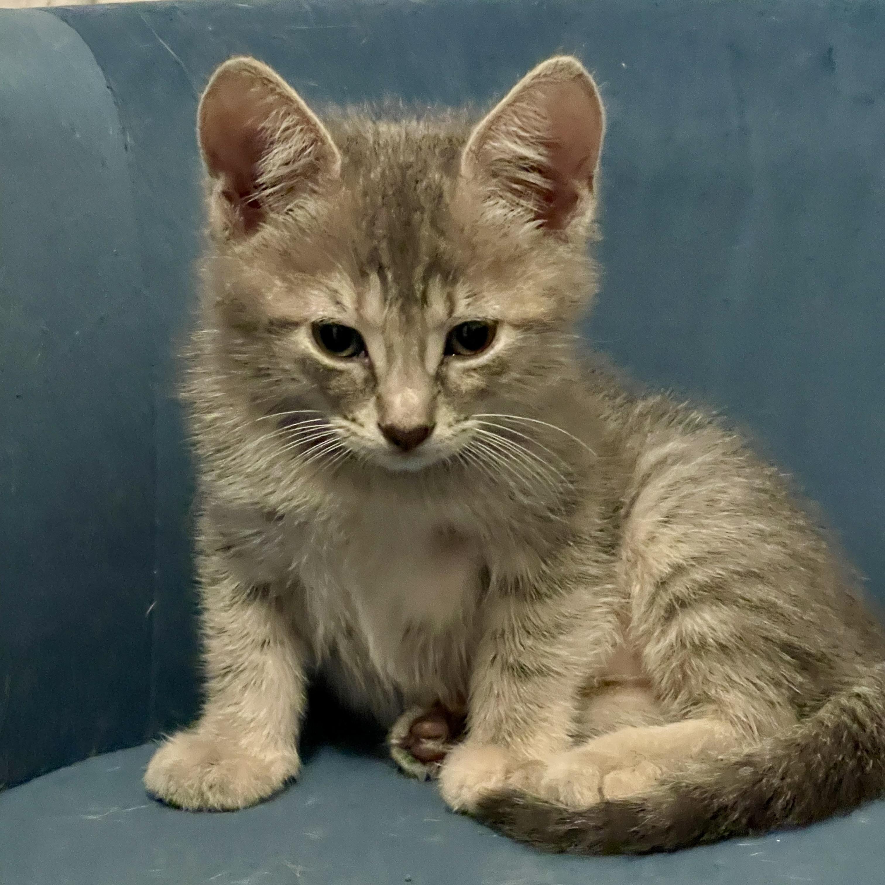 Enlarge Loki Elizabeth, a Adopted Domestic Medium Hair in Niagara Falls, NY image 3/6