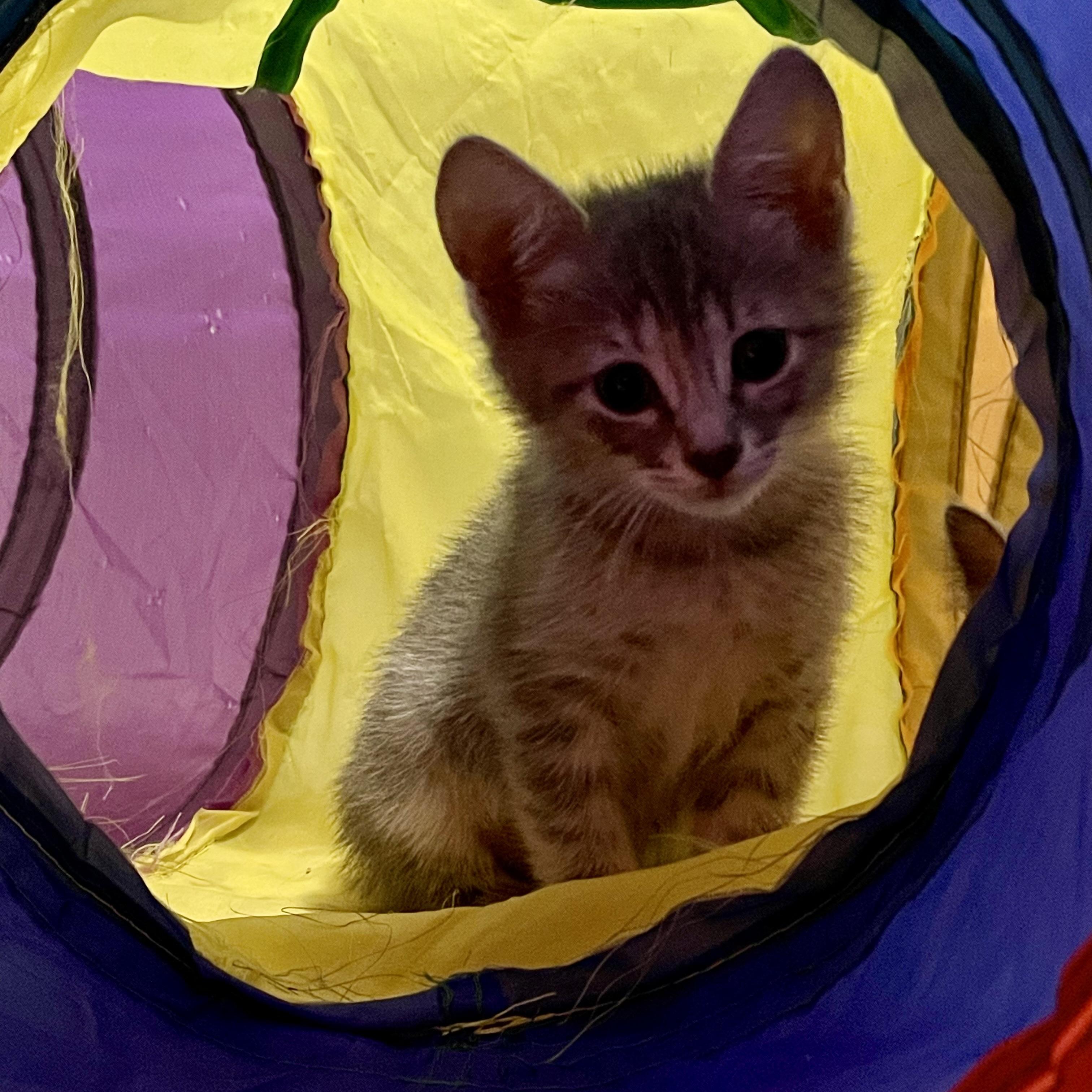 Loki Elizabeth, Adopted, Kitten Female Domestic Medium Hair.