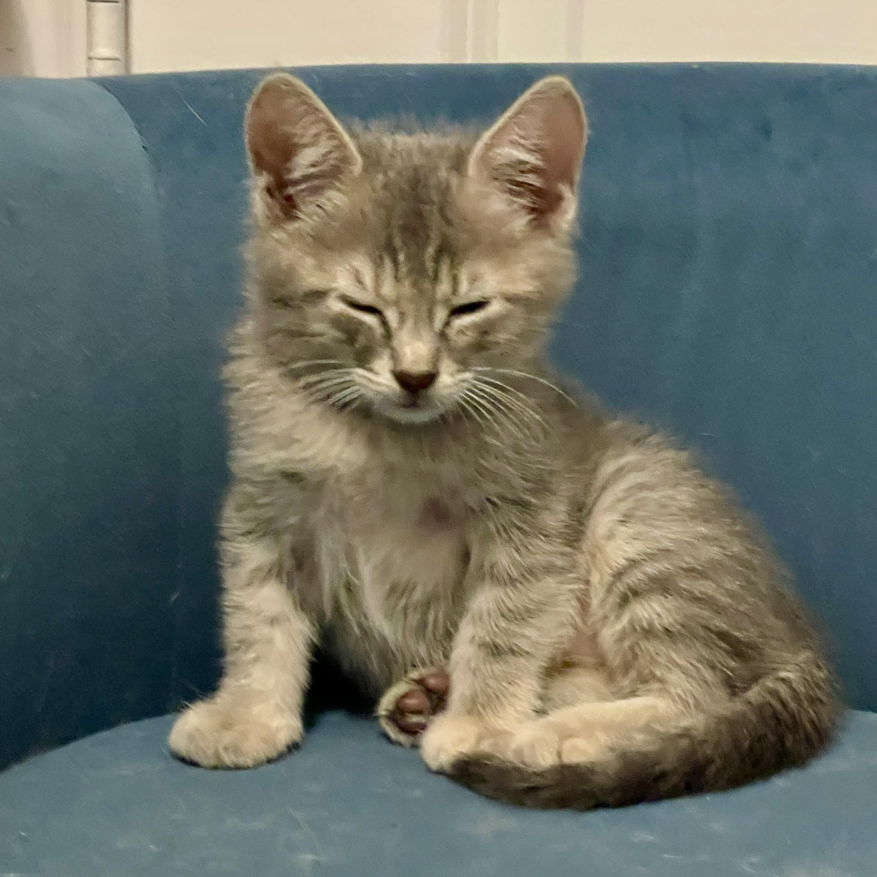 Enlarge Loki Elizabeth, a Adopted Domestic Medium Hair in Niagara Falls, NY image 4/6