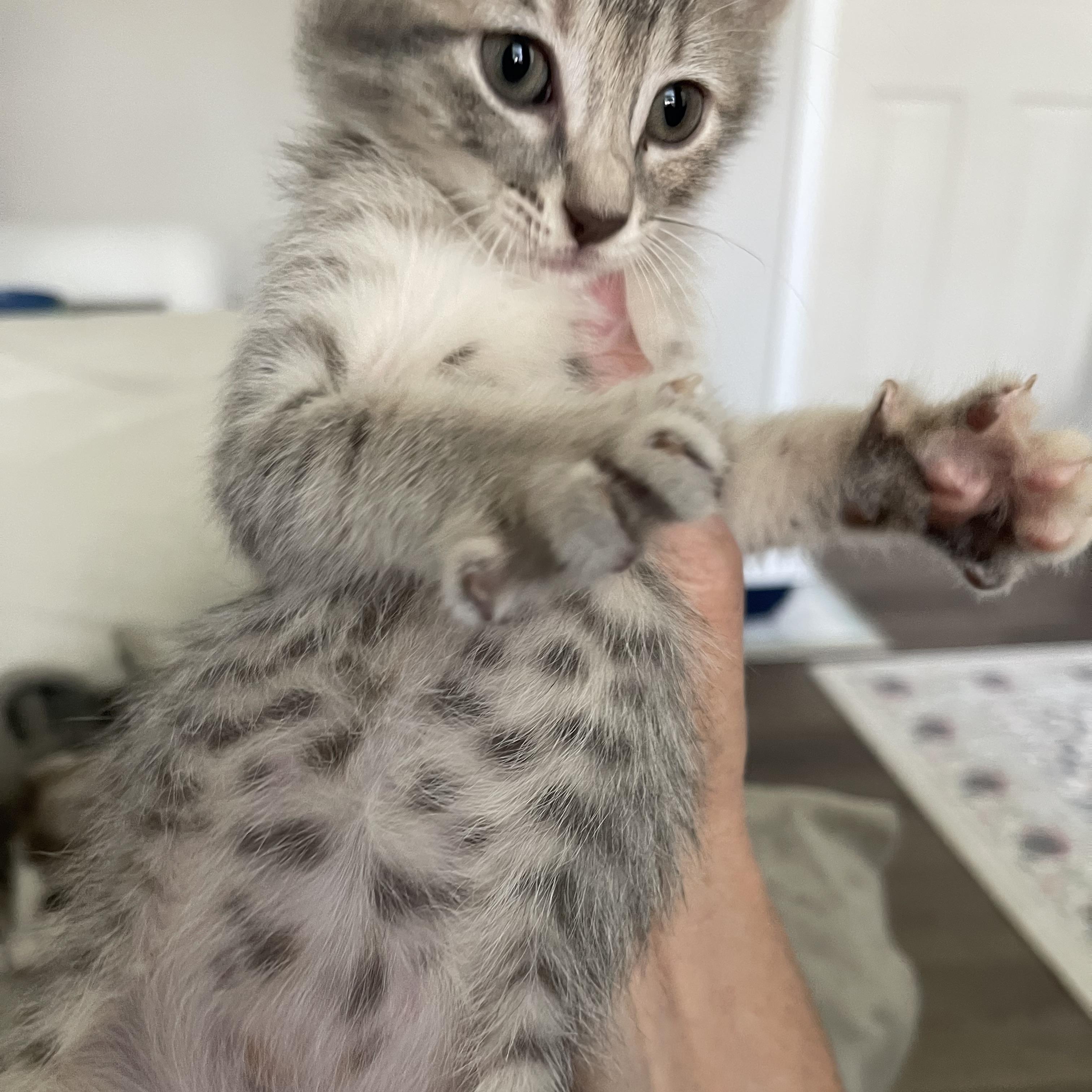 Enlarge Loki Elizabeth, a Adopted Domestic Medium Hair in Niagara Falls, NY image 5/6